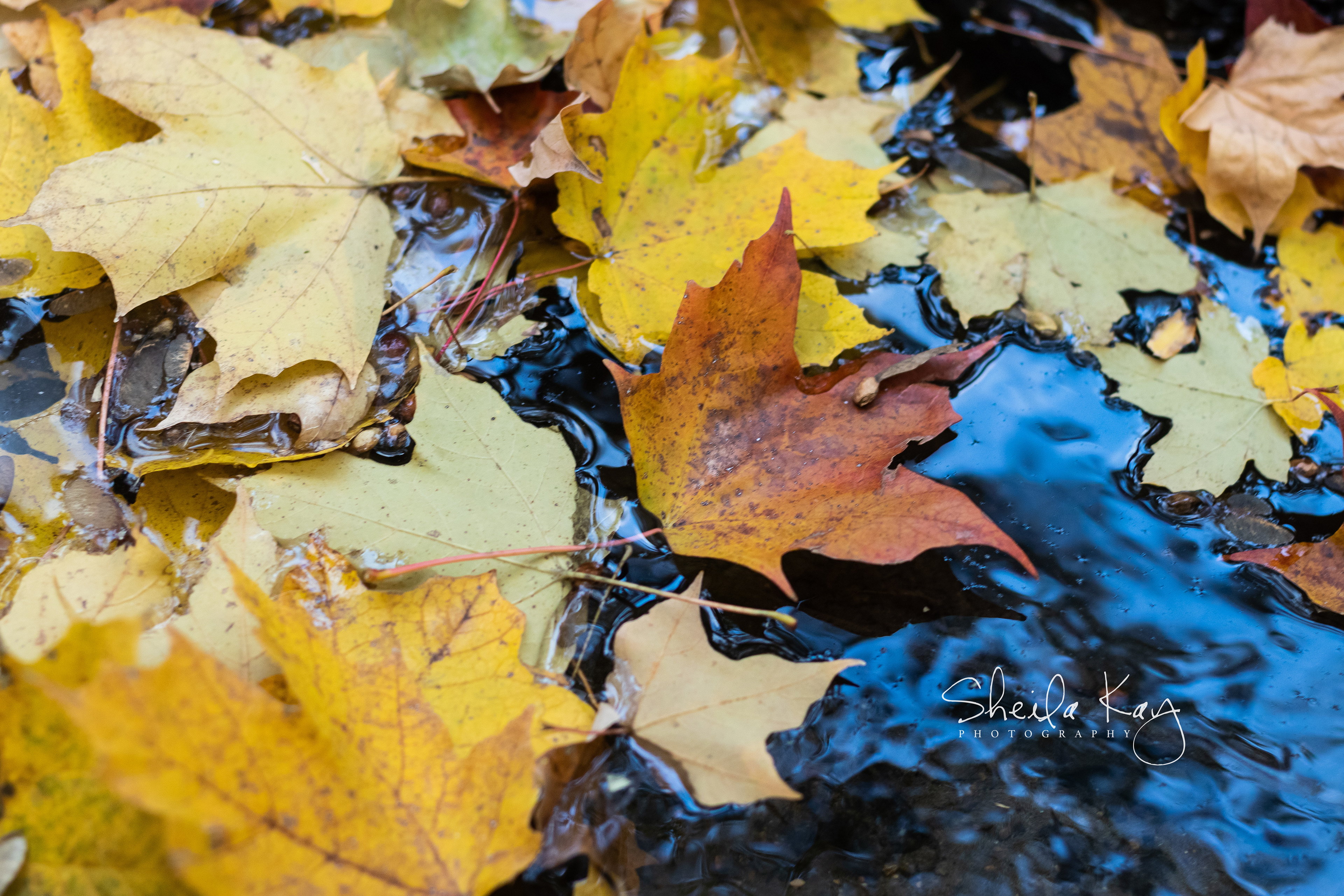 Fall Leaves