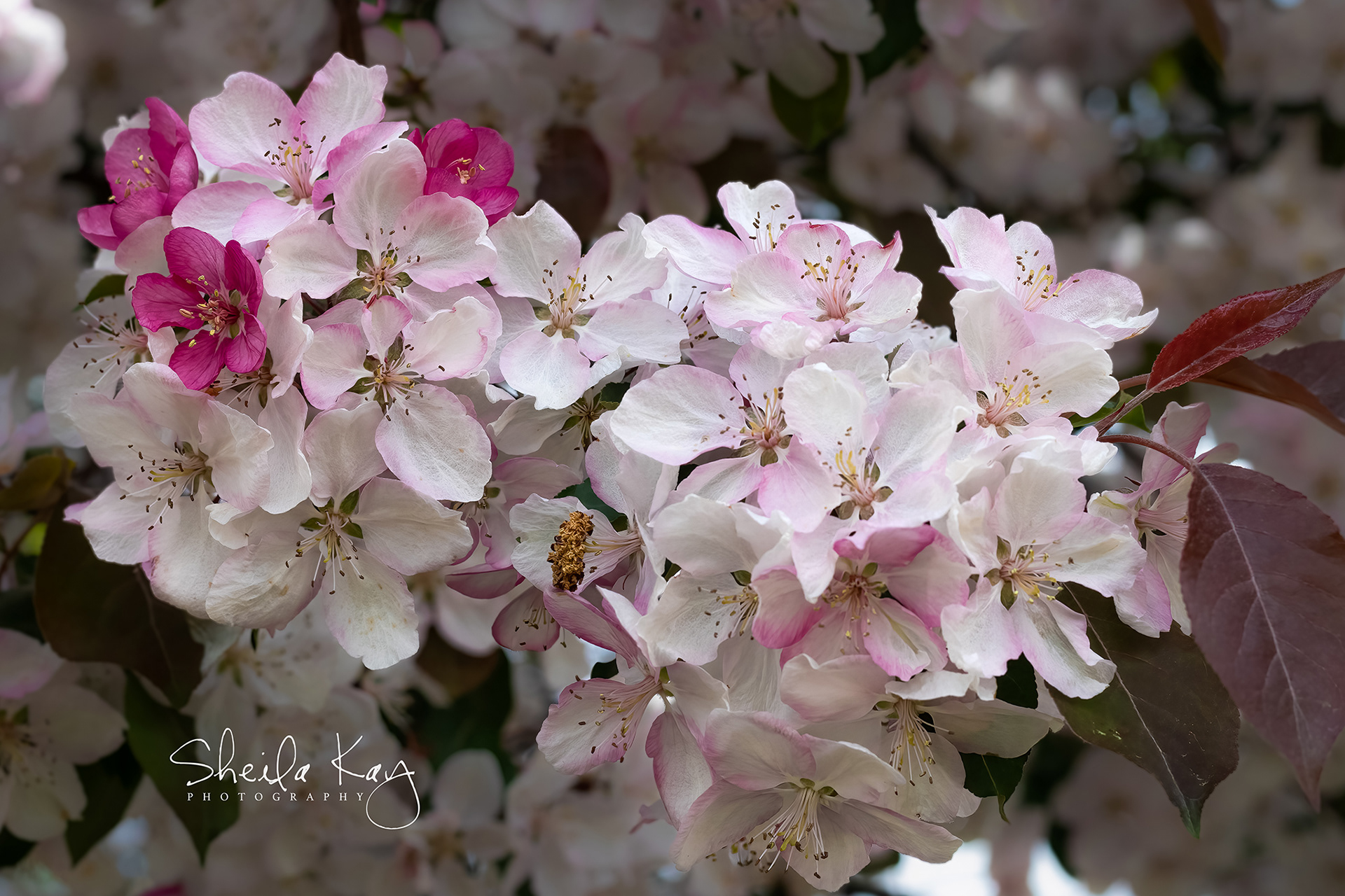 Blooming Apple Blossom Tree