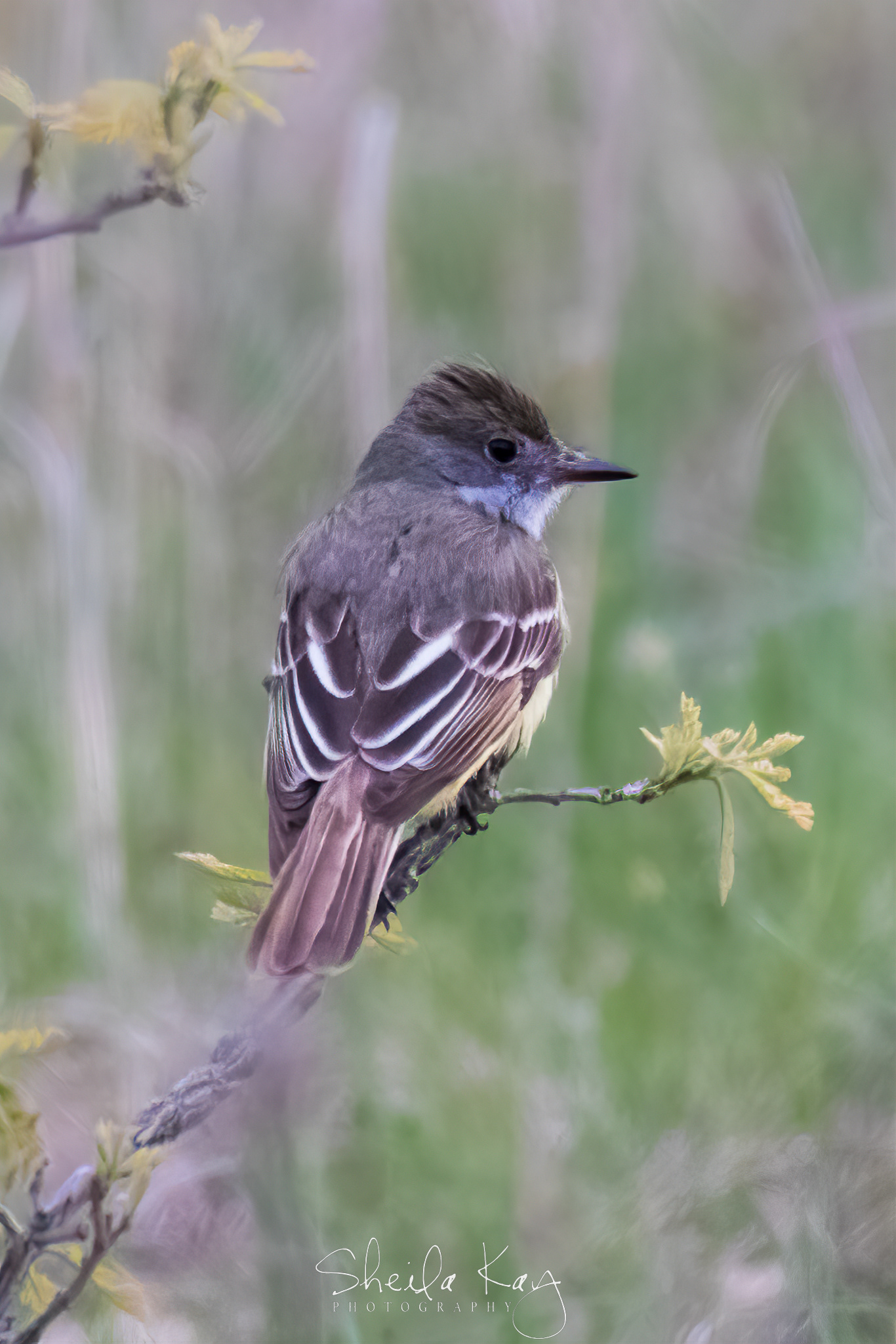 Great Crested Flycatcher