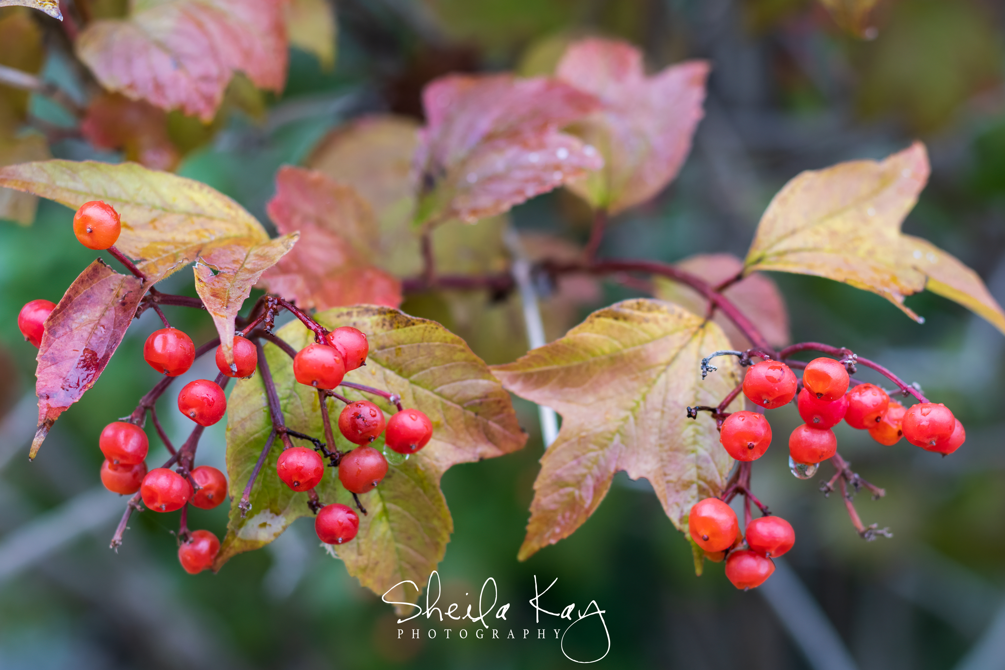 Fall Berries in Rain