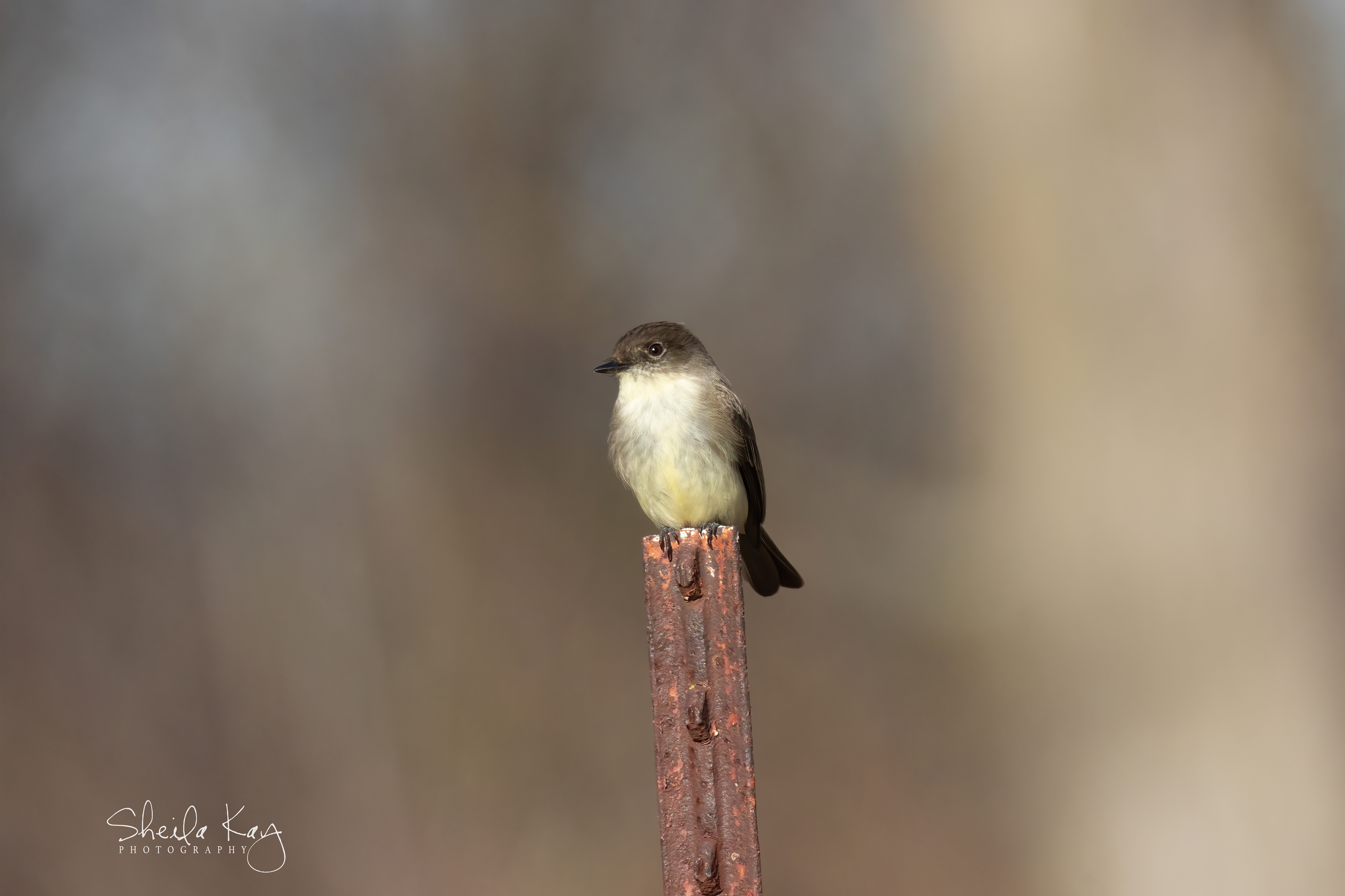 Eastern Phoebe