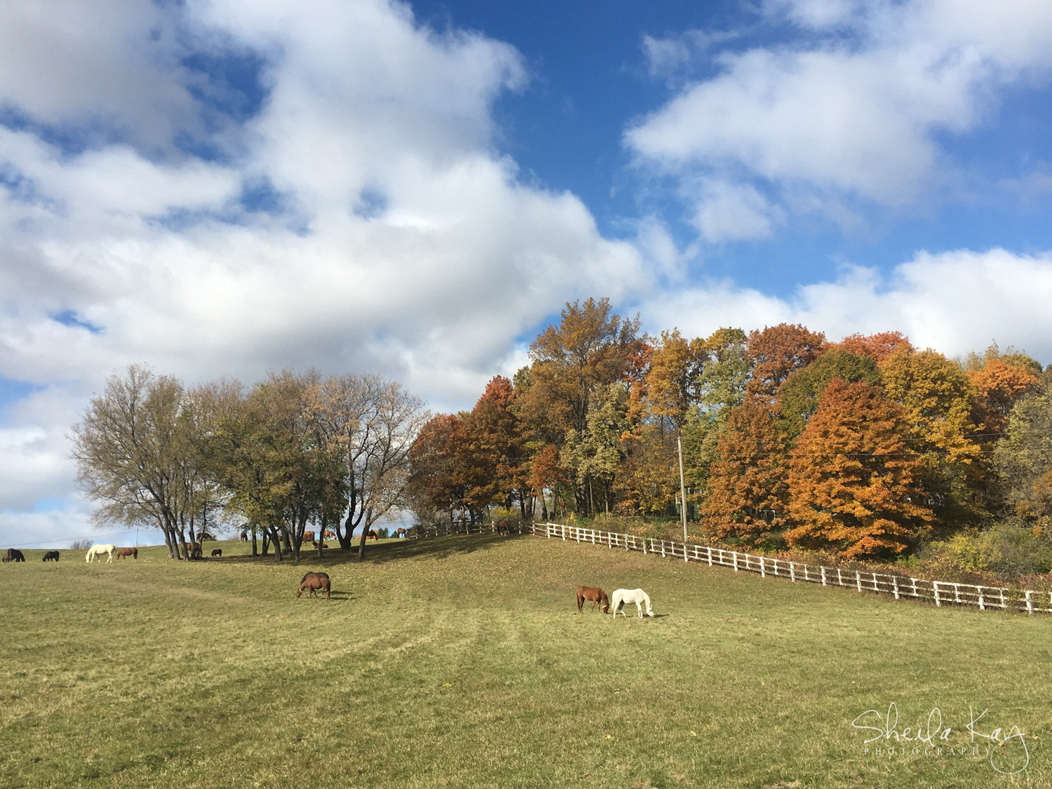 Horse Ranch