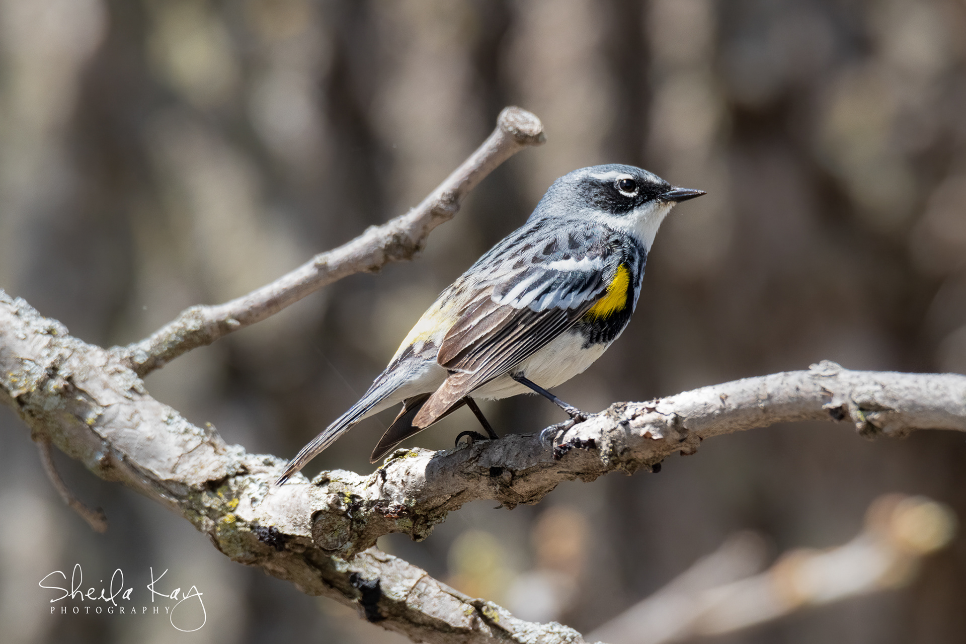 Yellow Rumped Warbler