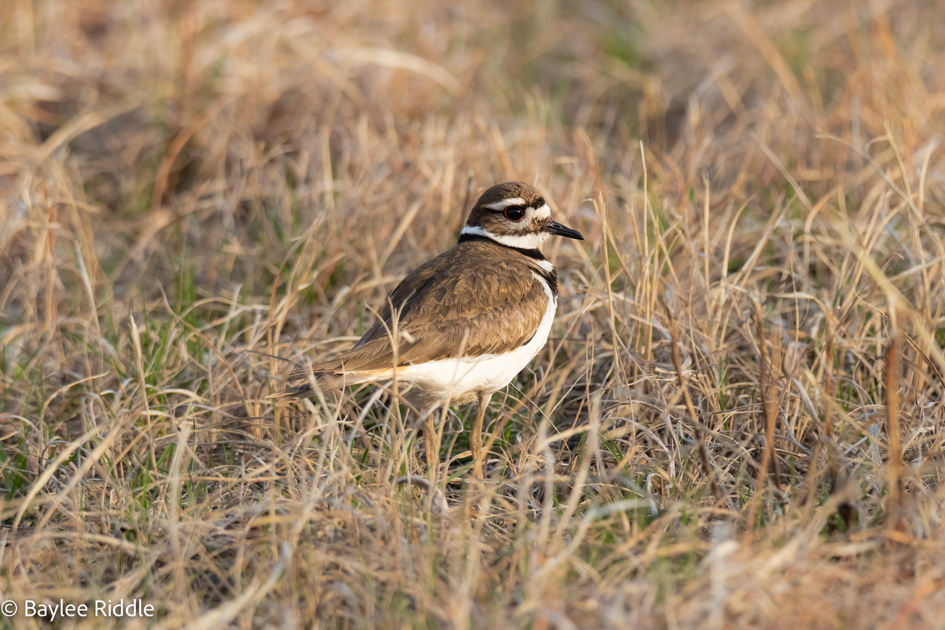 Killdeer