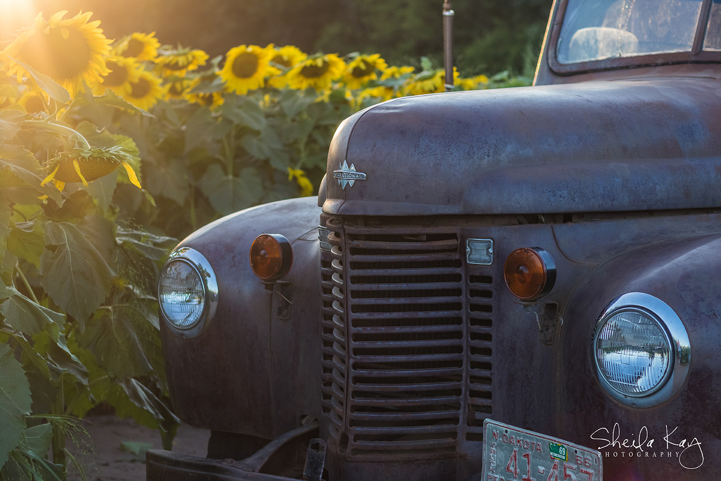 Classic Truck at Sunset in a Sunflower Field