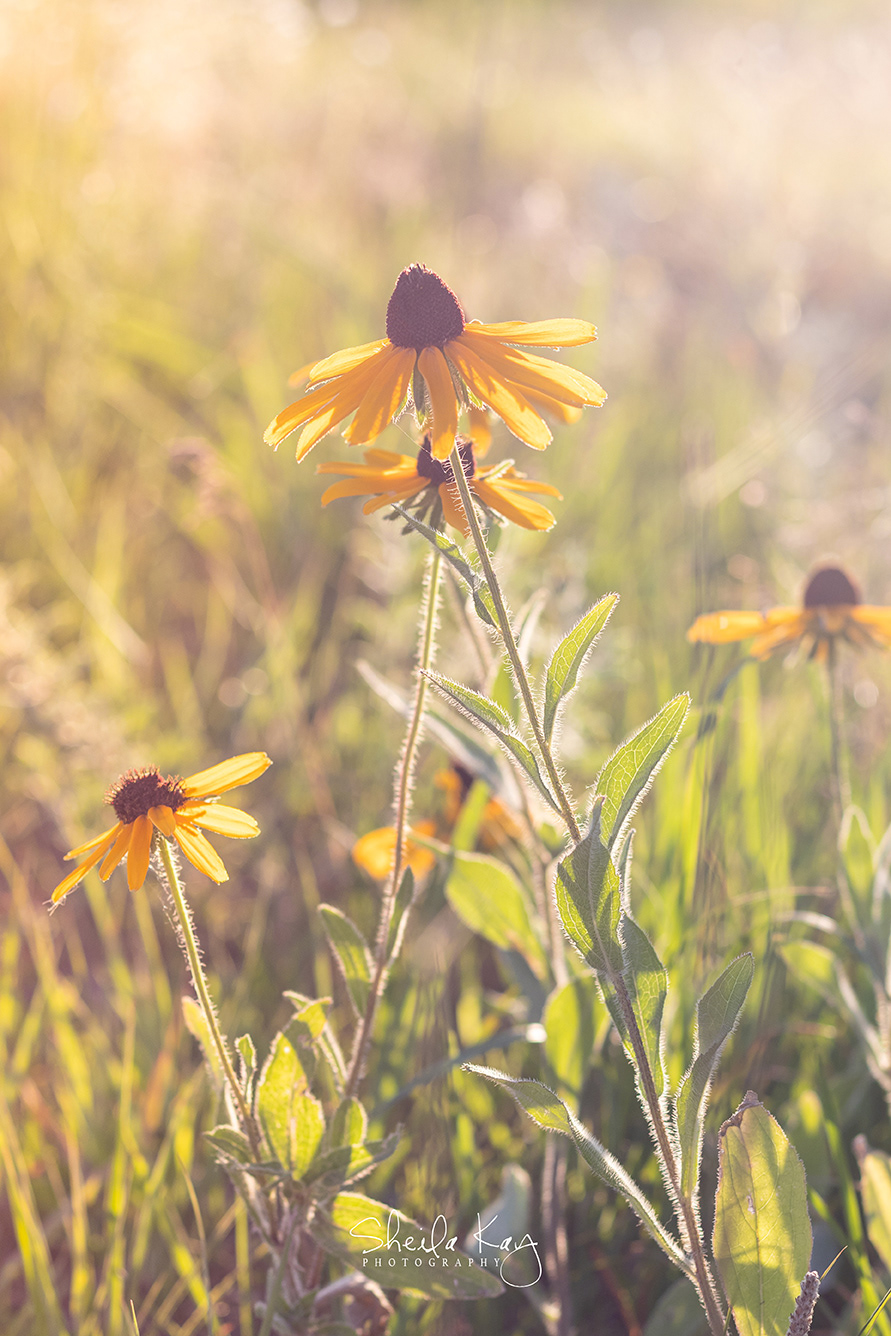 Black Eyed Susans