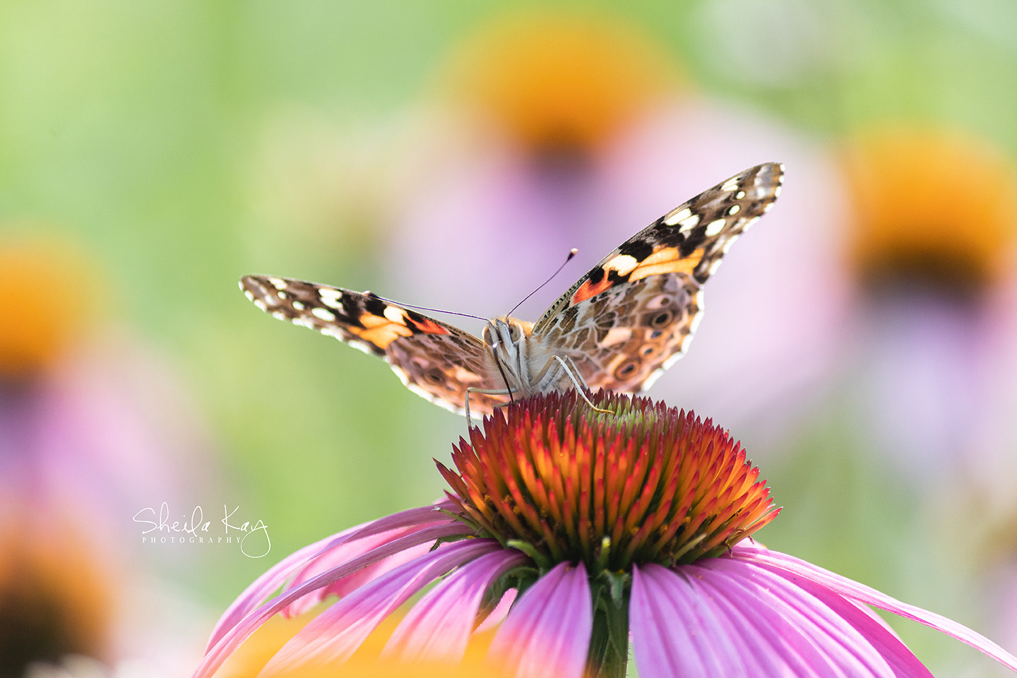 Painted Lady Butterfly  on Coneflower