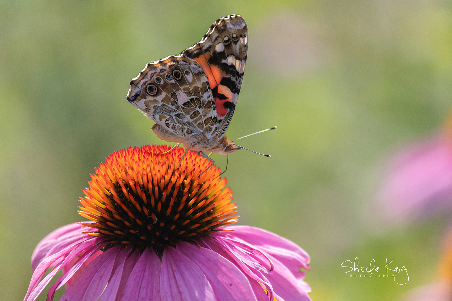 Painted Lady Butterfly on Coneflower