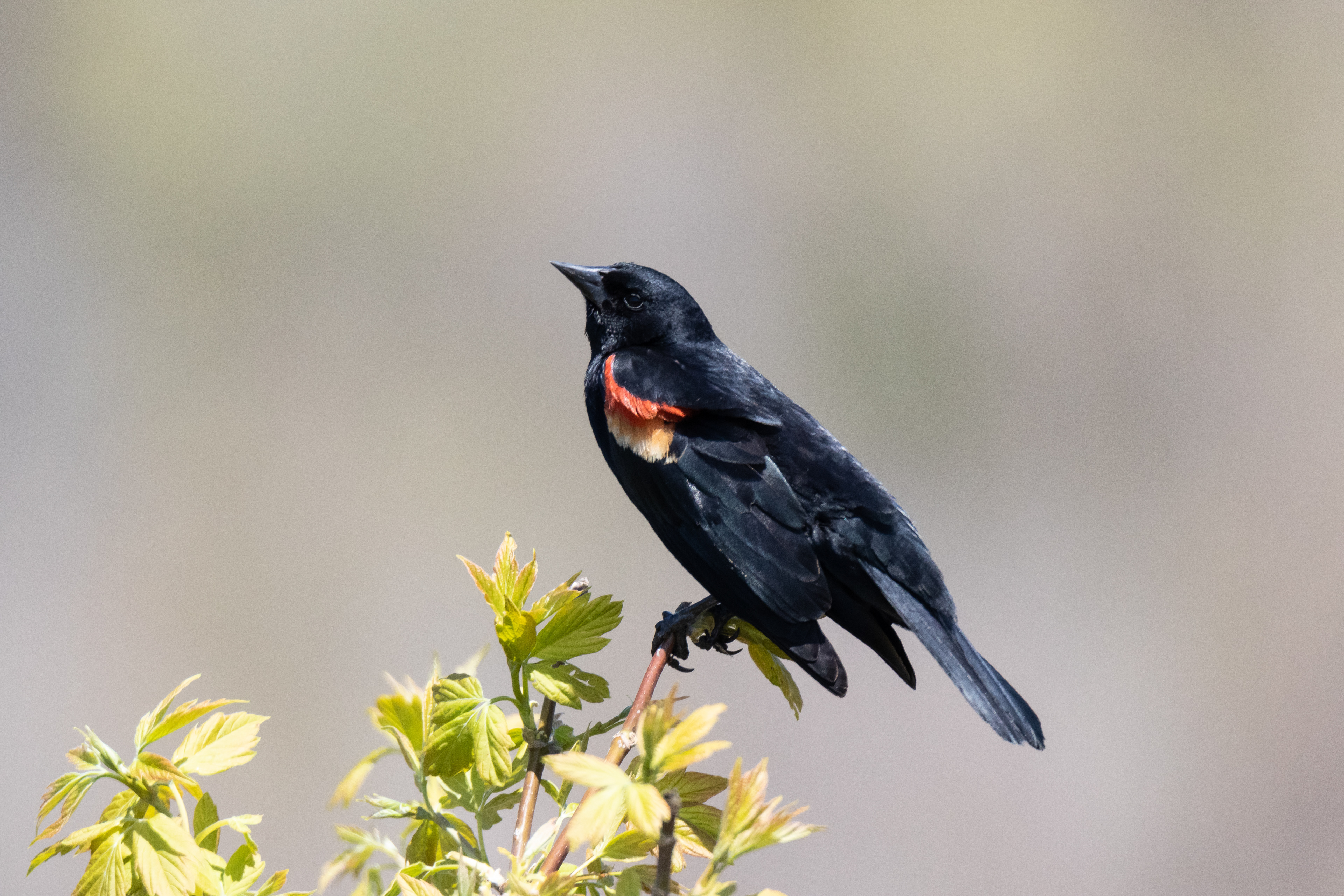 Male Red Winged Blackbird