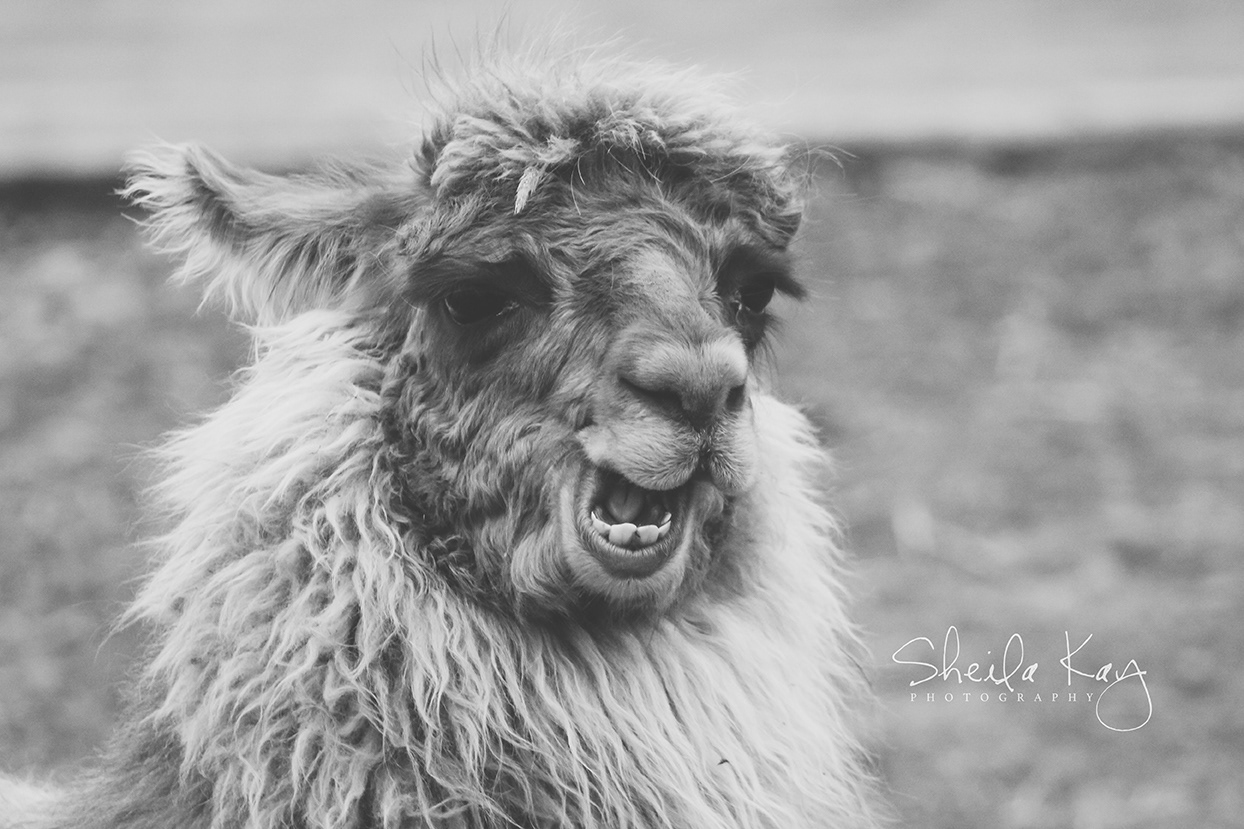 Llama