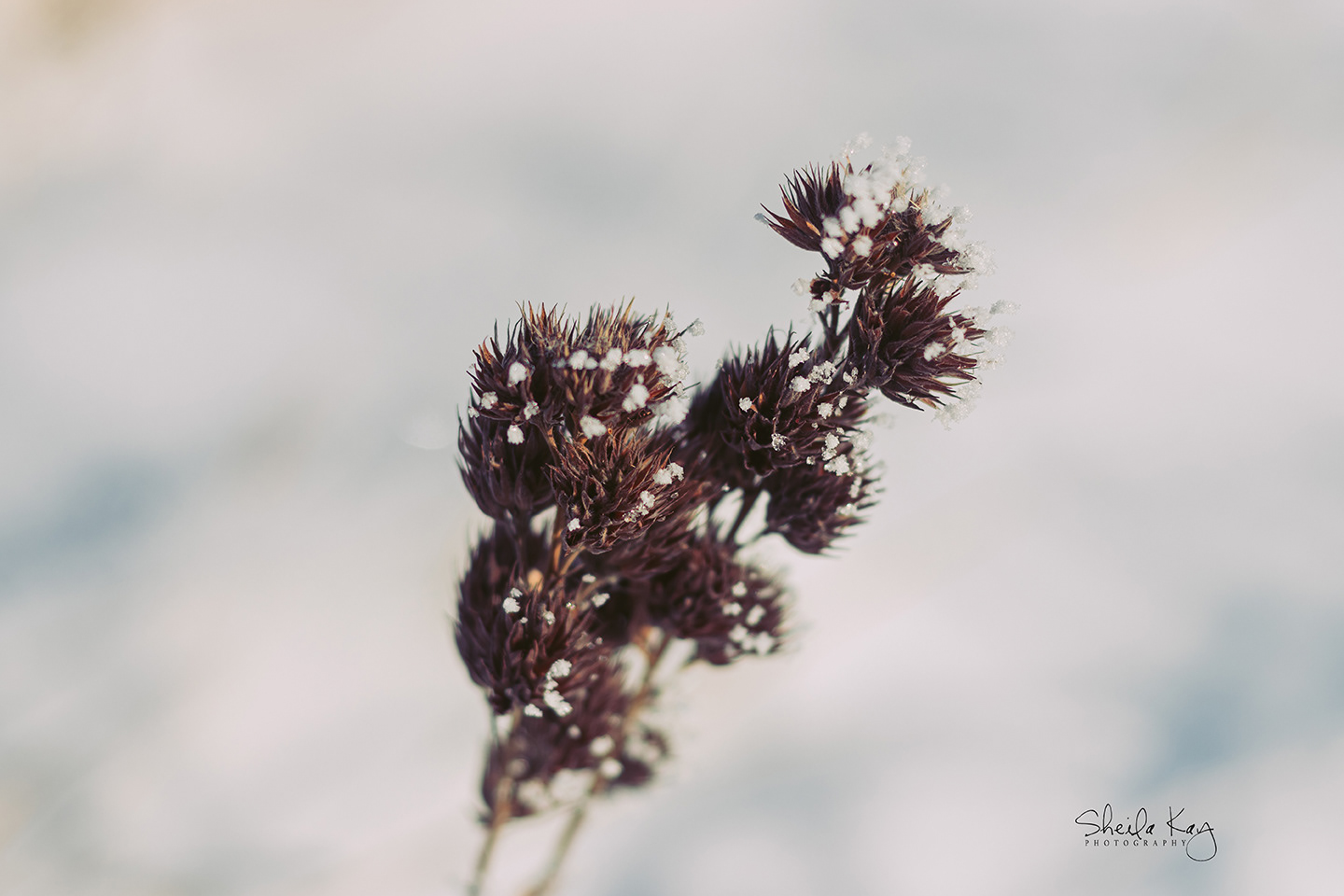 Clover in Winter