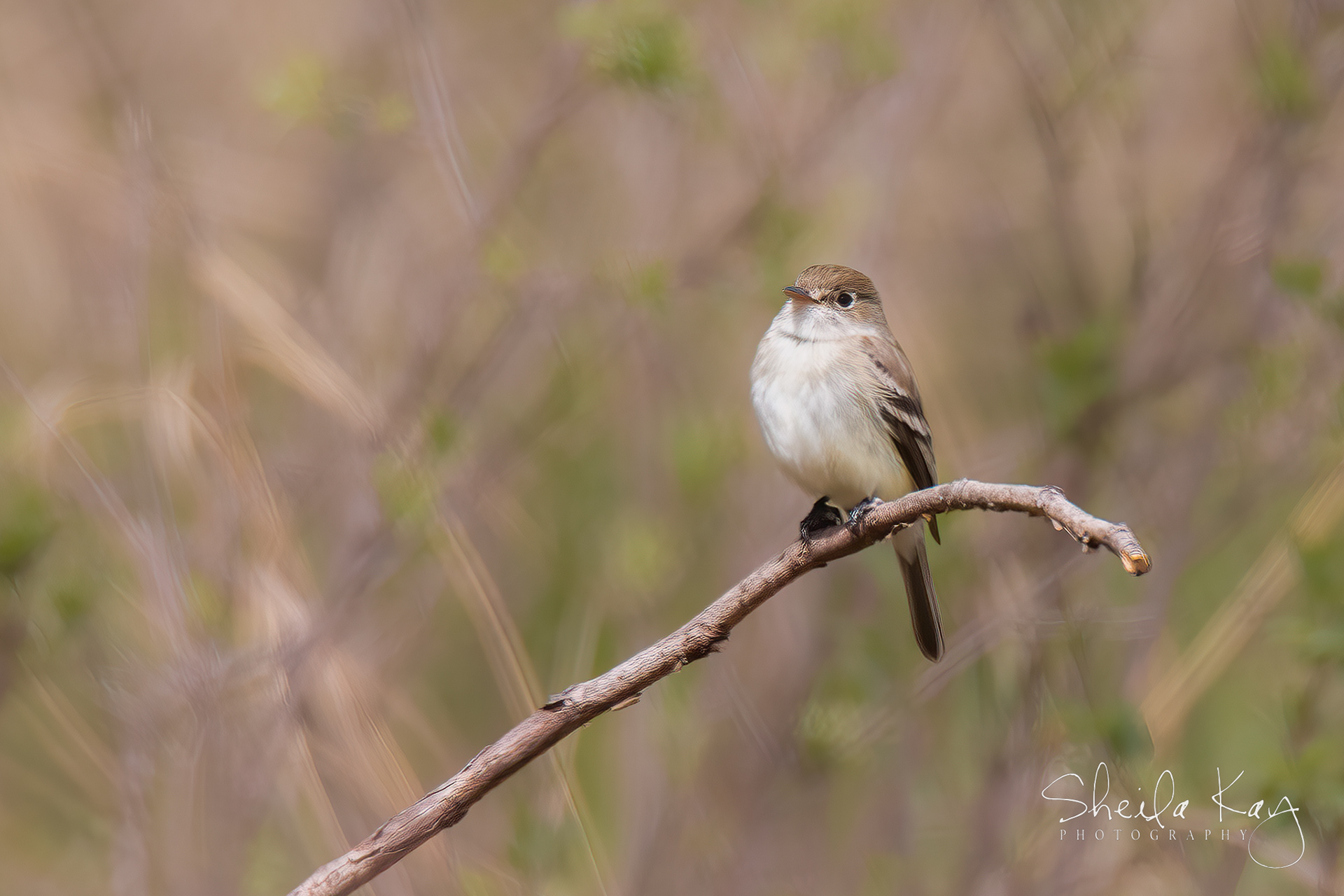 Least Flycatcher