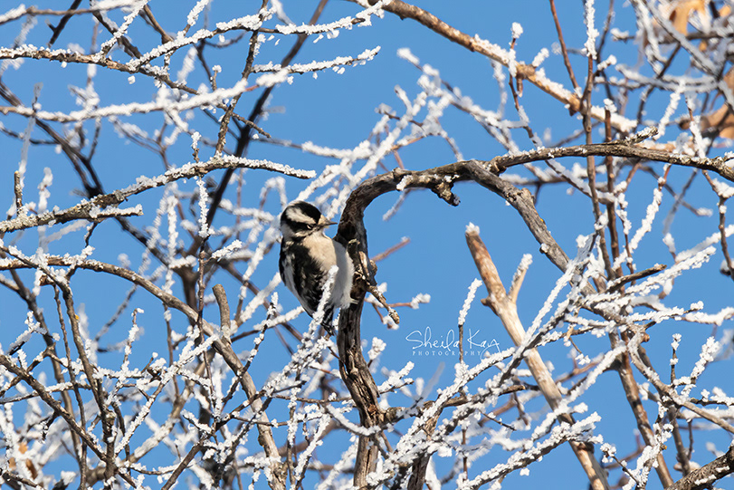 Downy Woodpecker