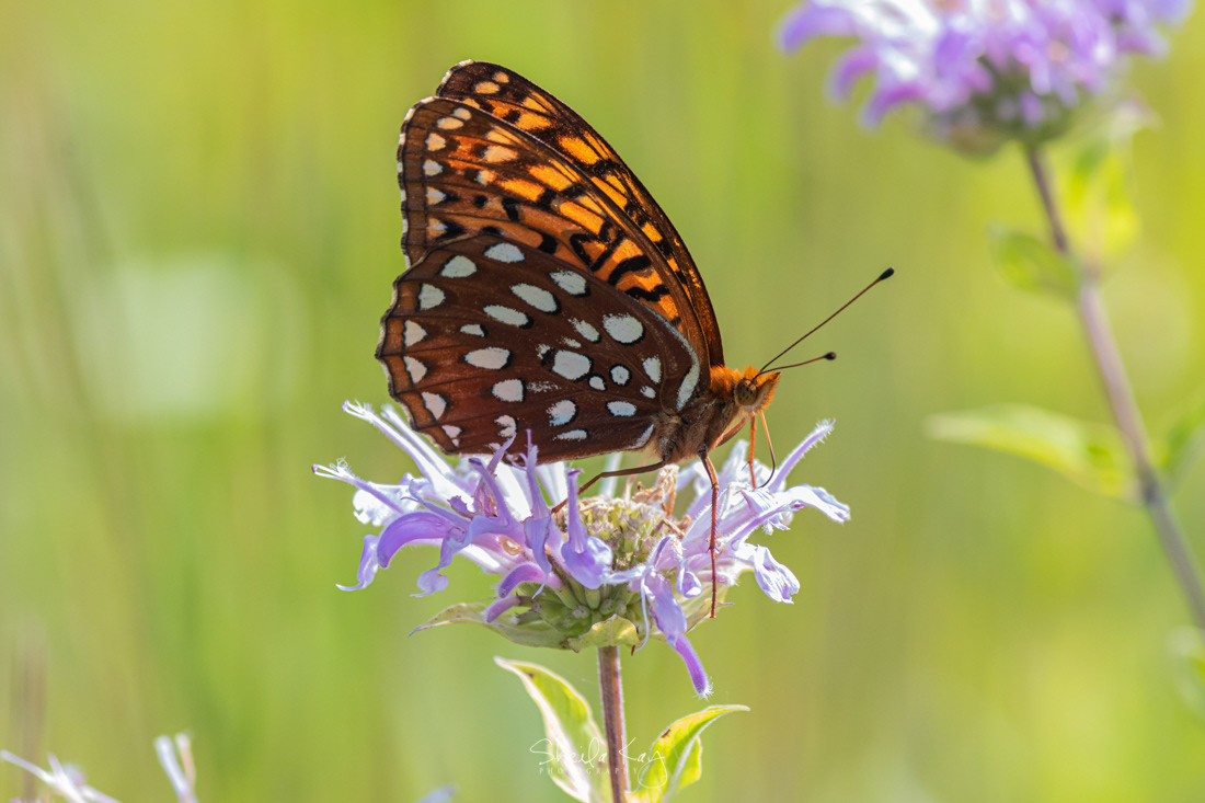 Great Spangled Fritillary Butterfly on Bee Balm