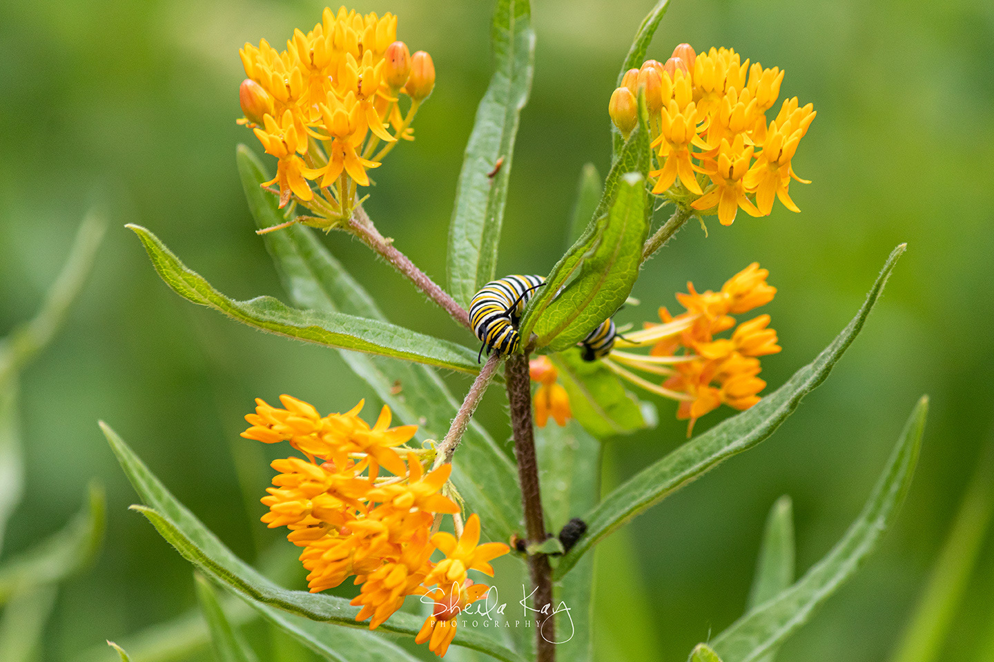 Monarch Caterpillar on Butterfly Weed