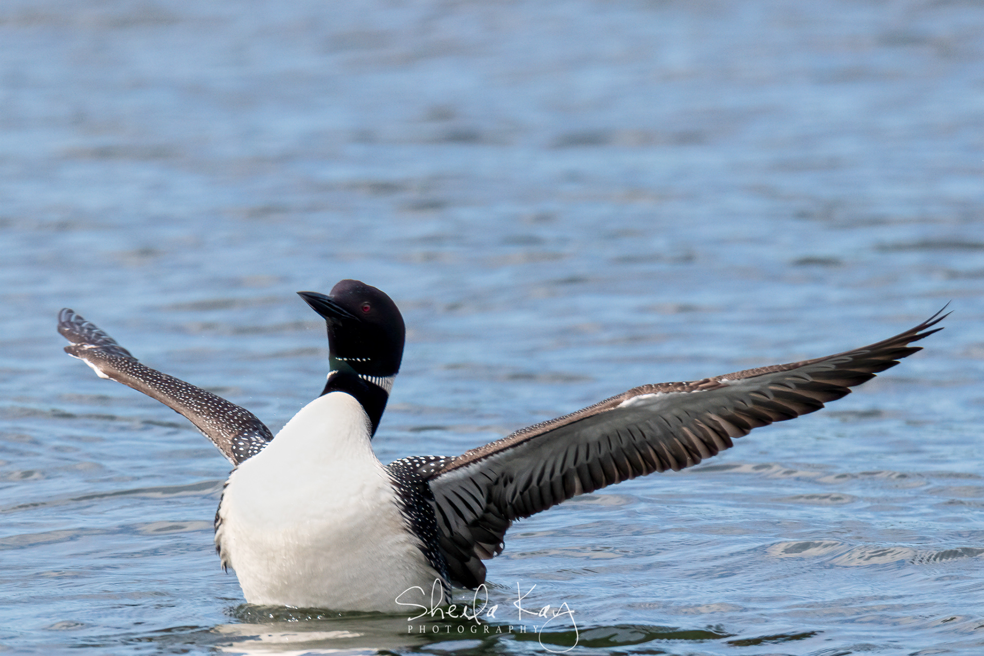 Common Loon