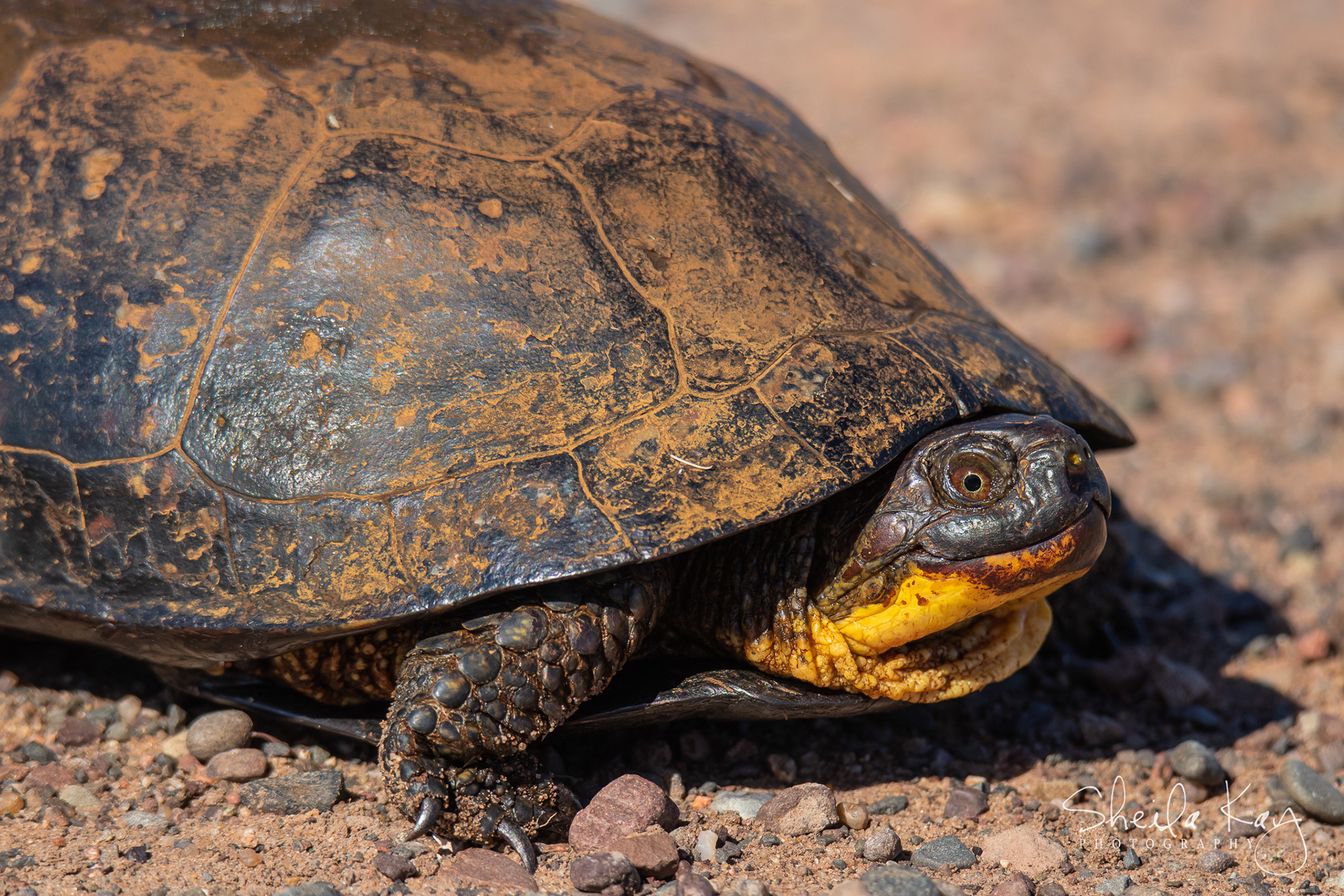 Blandings Turtle