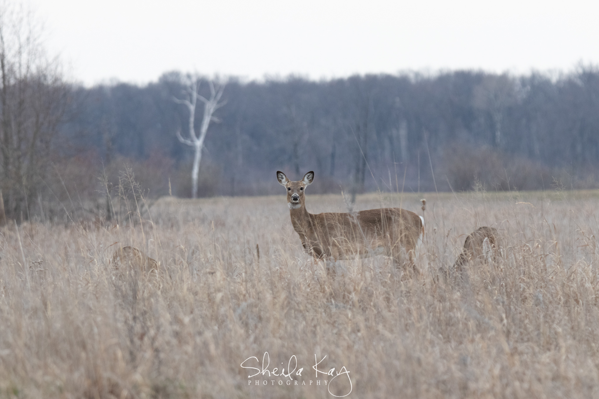 White Tail Deer