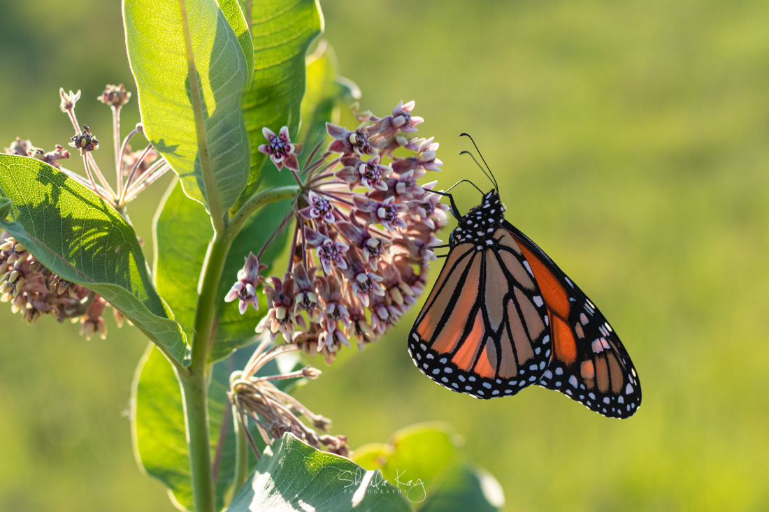 Monarch on Milkweed