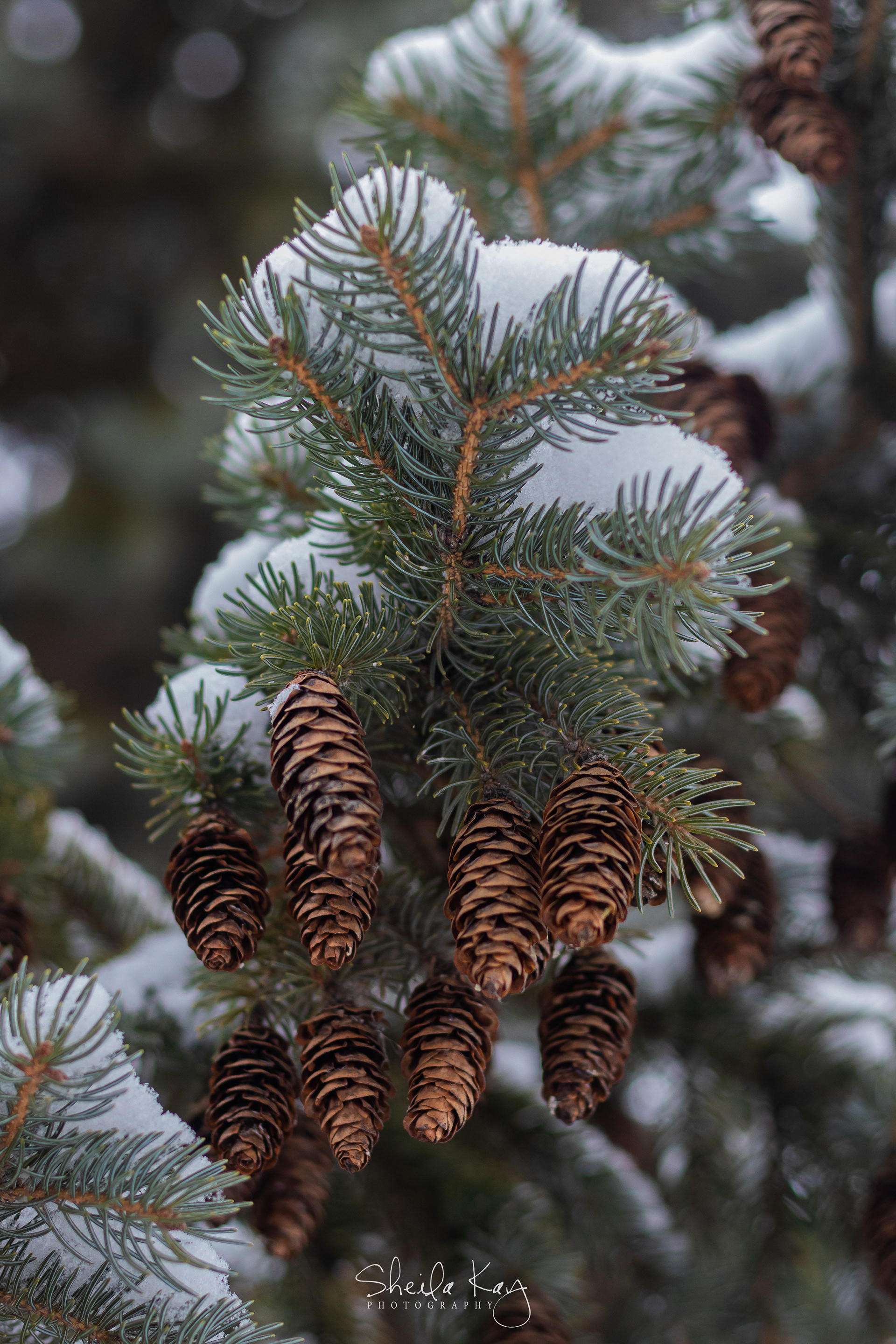 Pine Cones in Winter