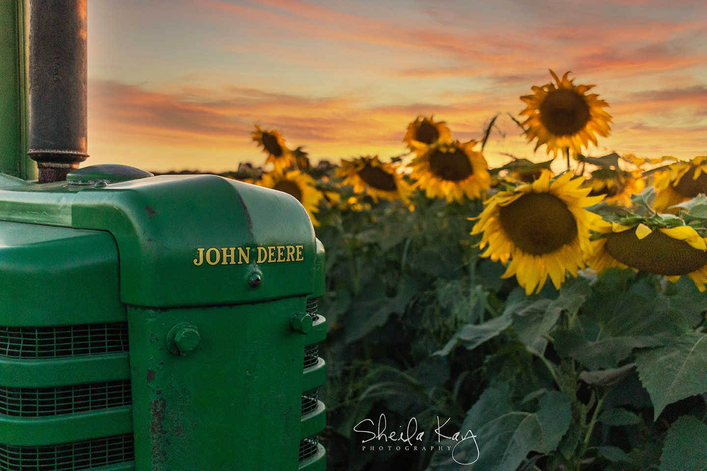 John Deere Tractor at Sunset in a Sunflower Field
