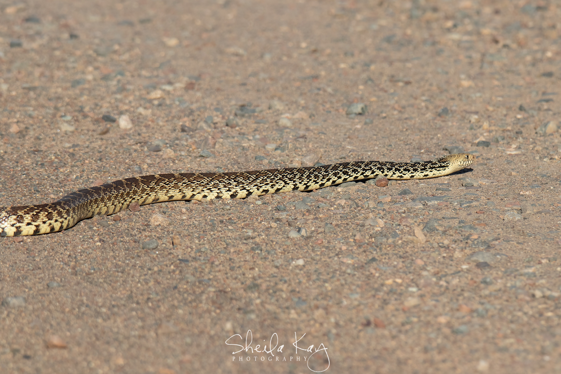 Bull Snake