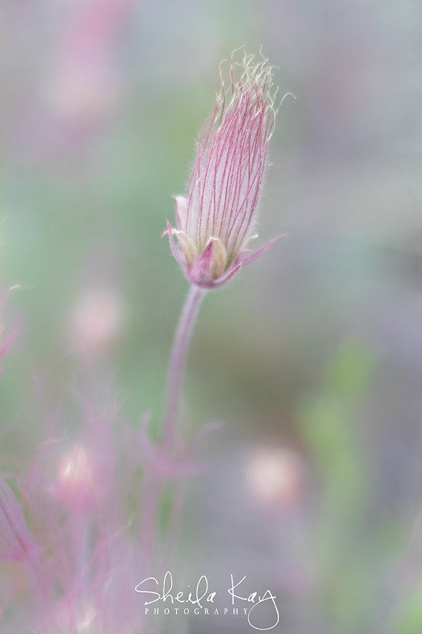 Prairie Smoke