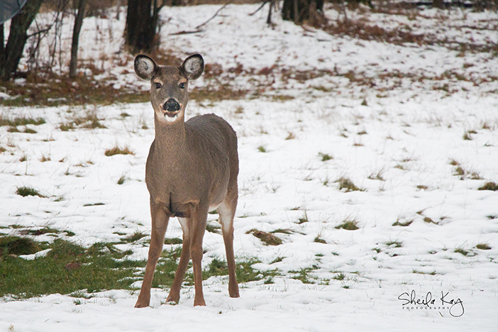 White Tail Deer