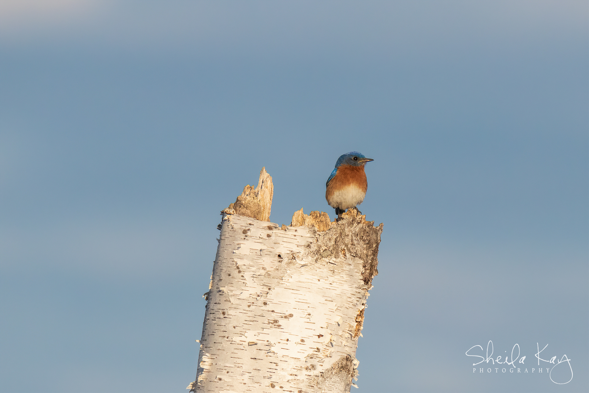 Eastern Bluebird