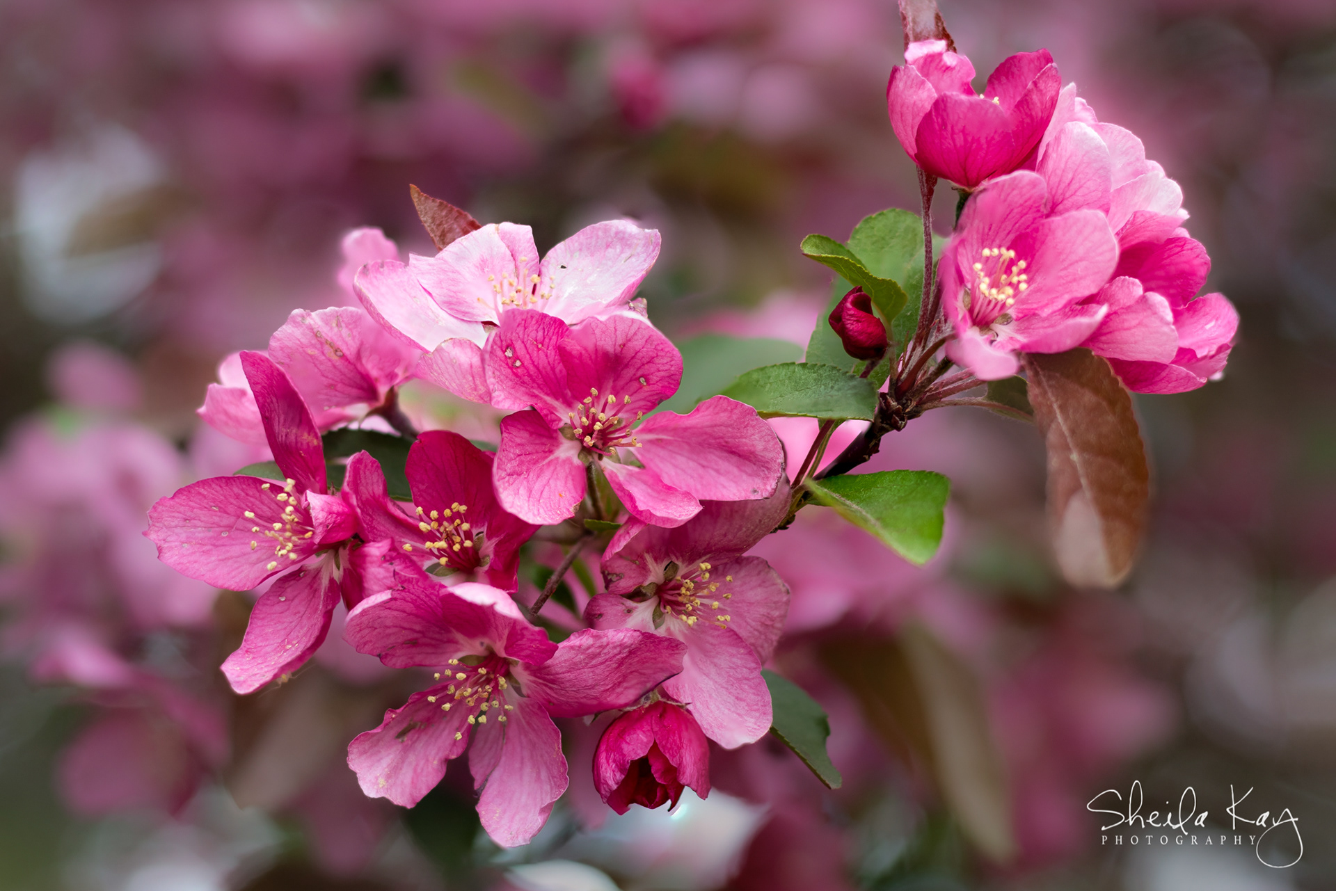 Blooming Tree