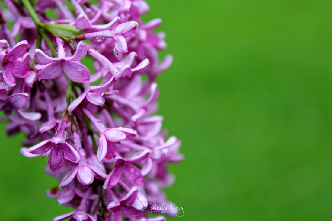 Lilacs