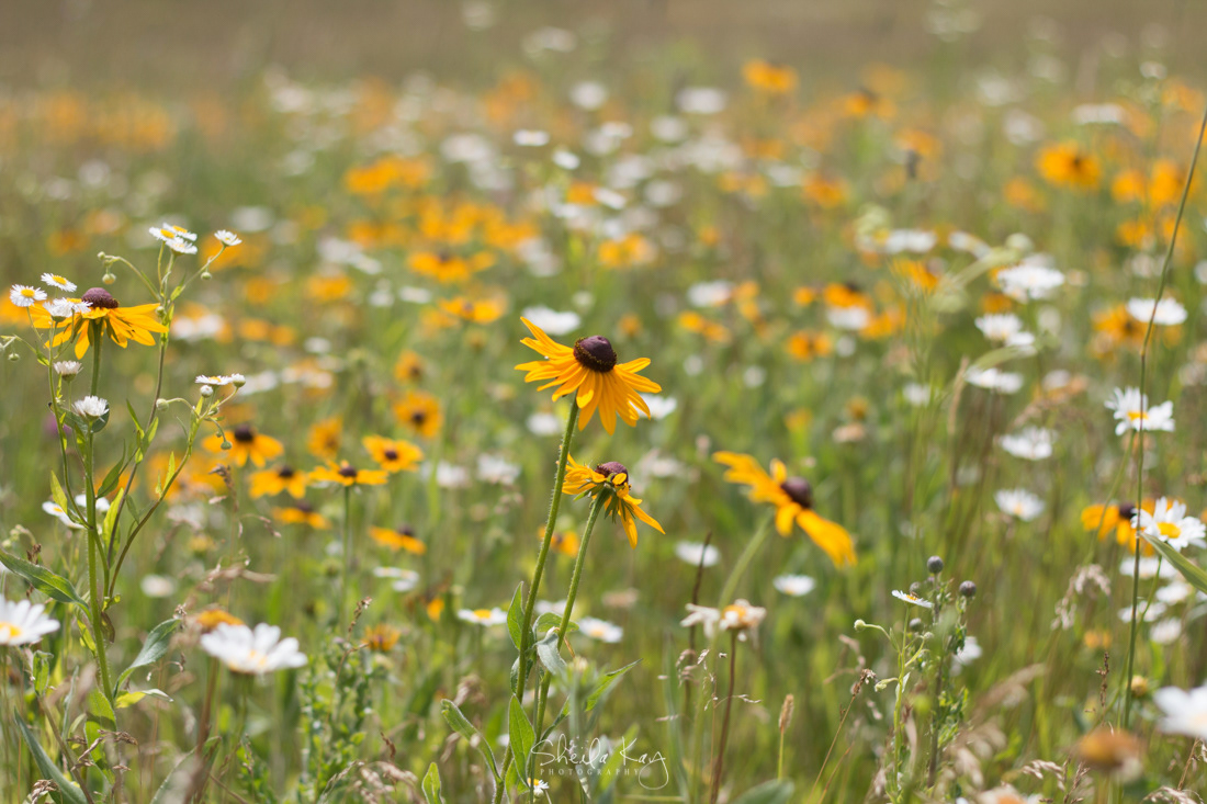 Black Eyed Susans and Daisy Field