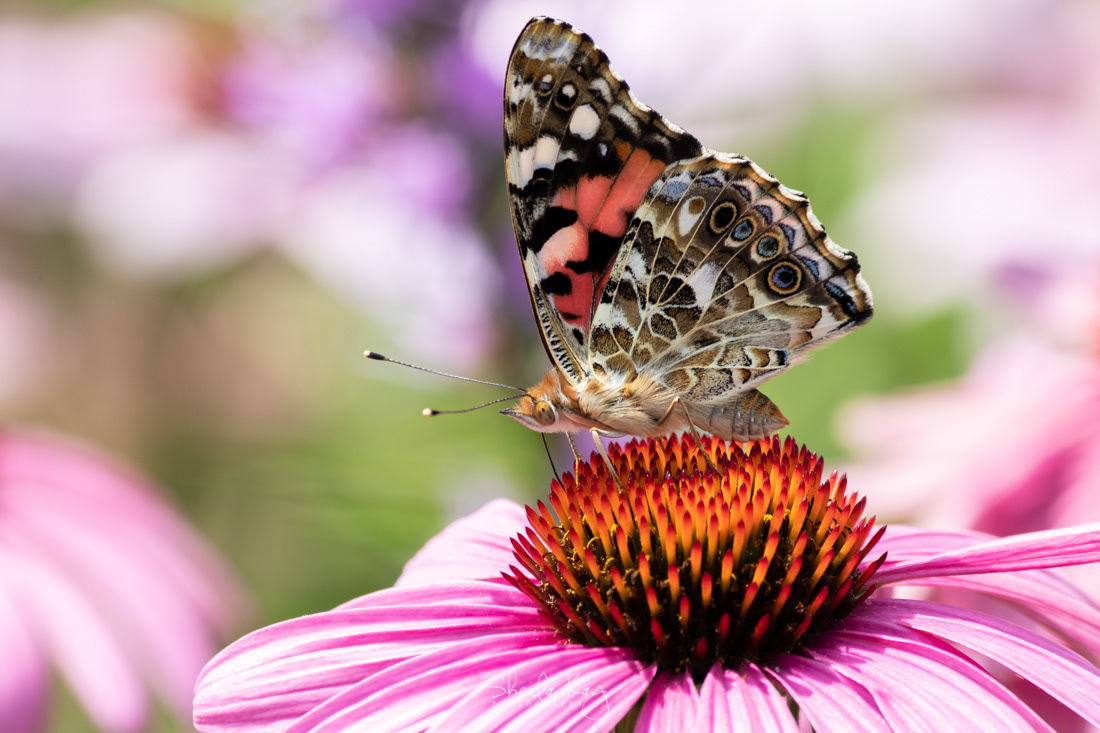 Painted Lady Butterfly  on Coneflower
