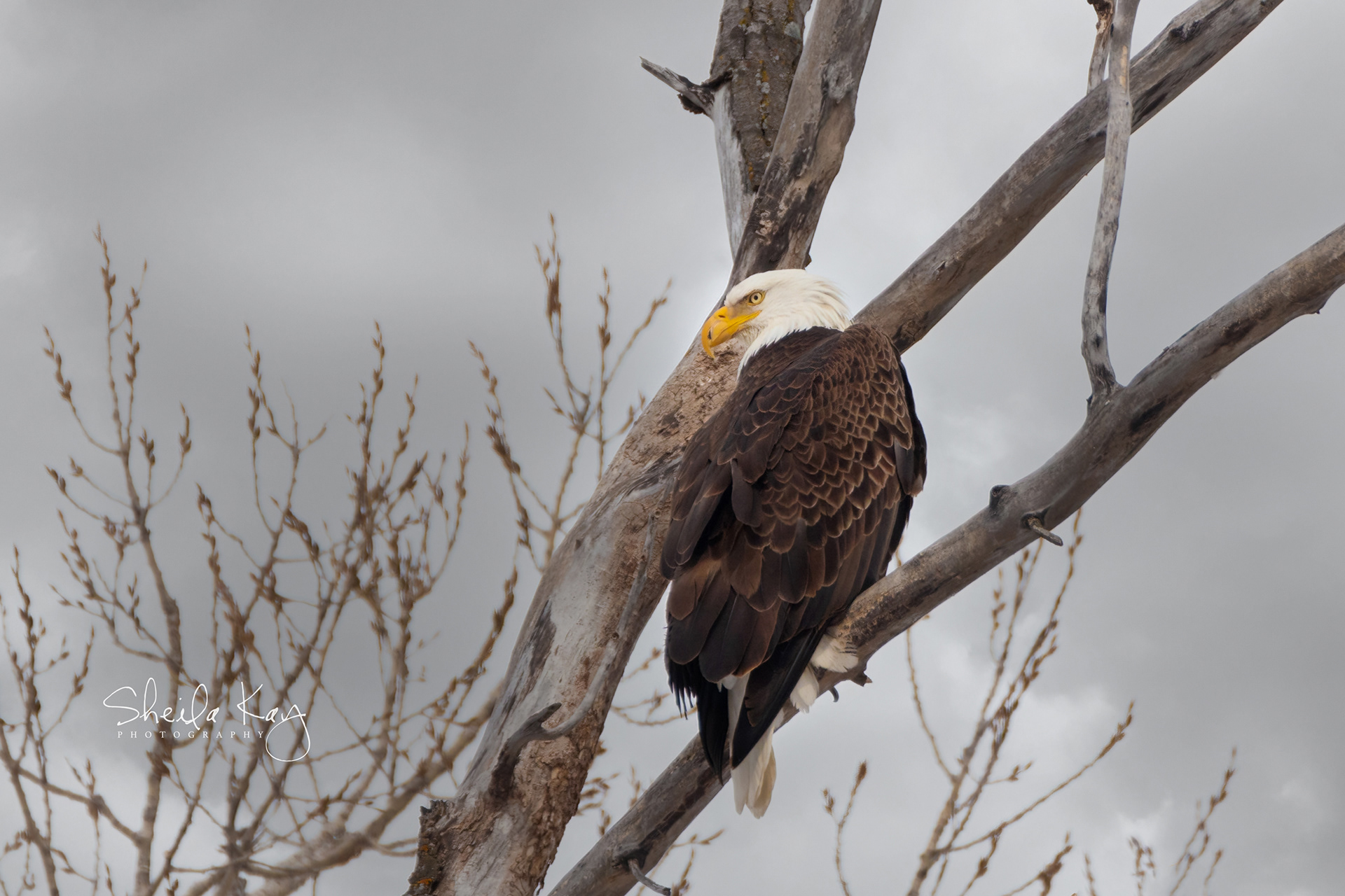 Bald Eagle