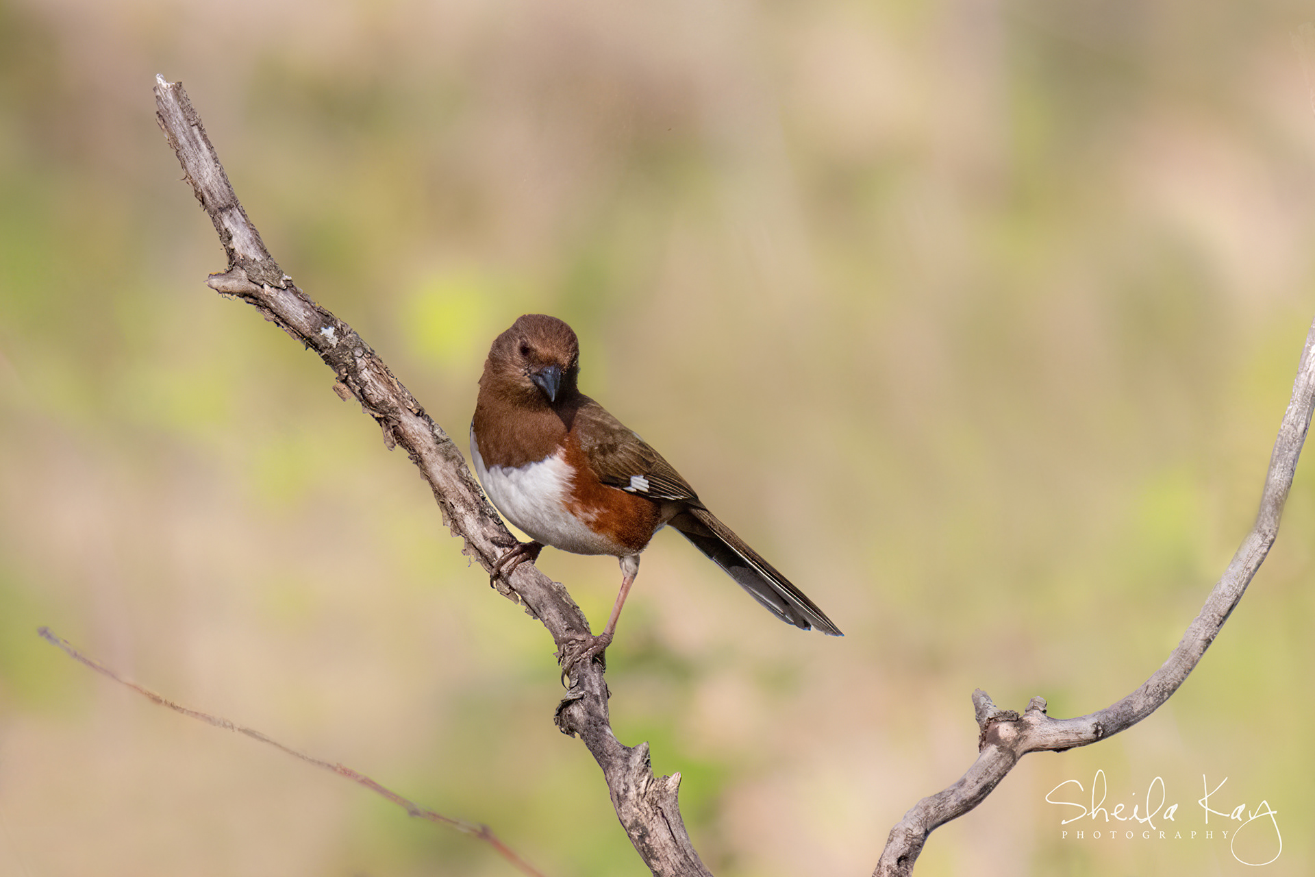 Female Eastern Towhee