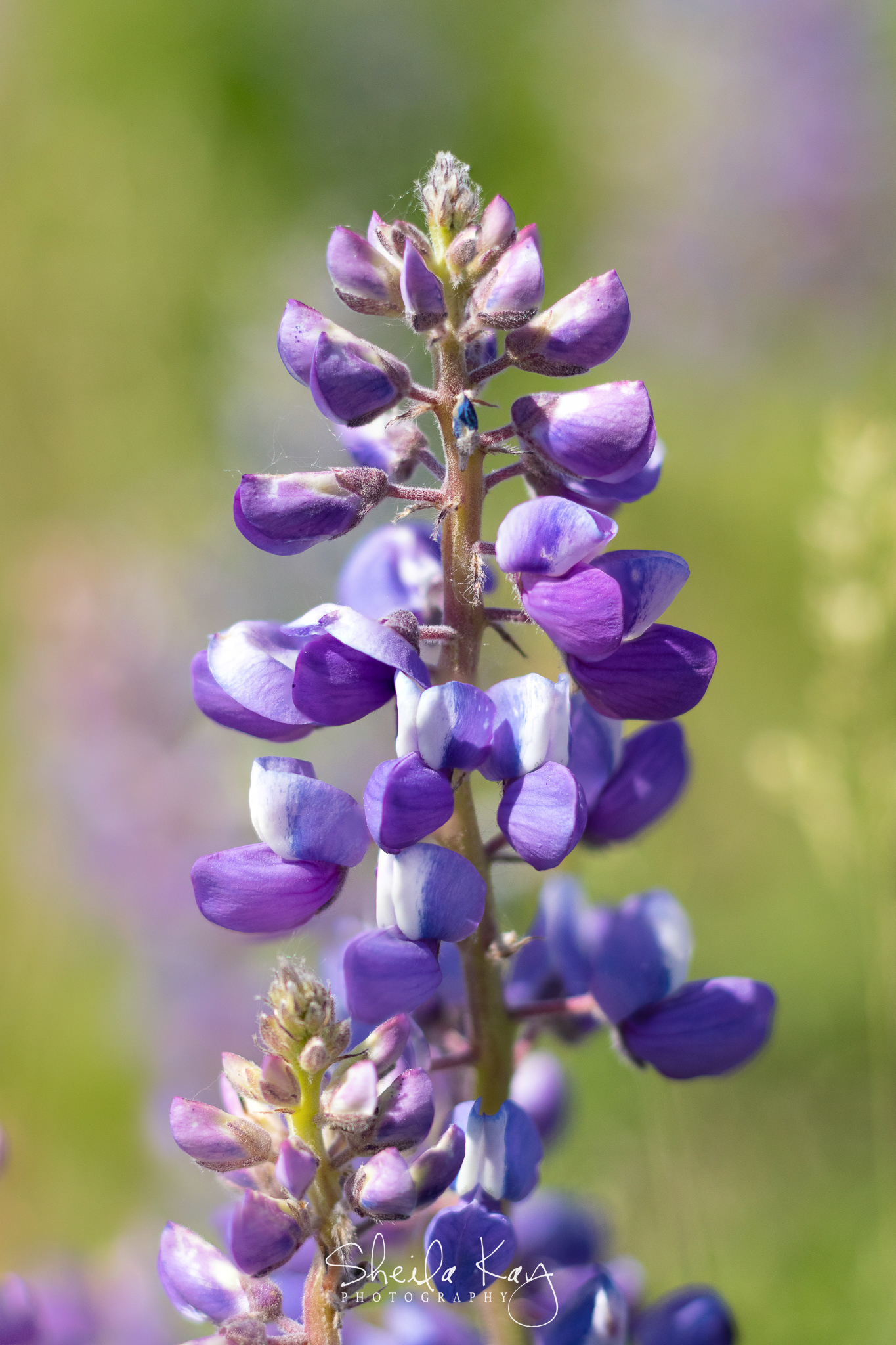 Wild Lupine