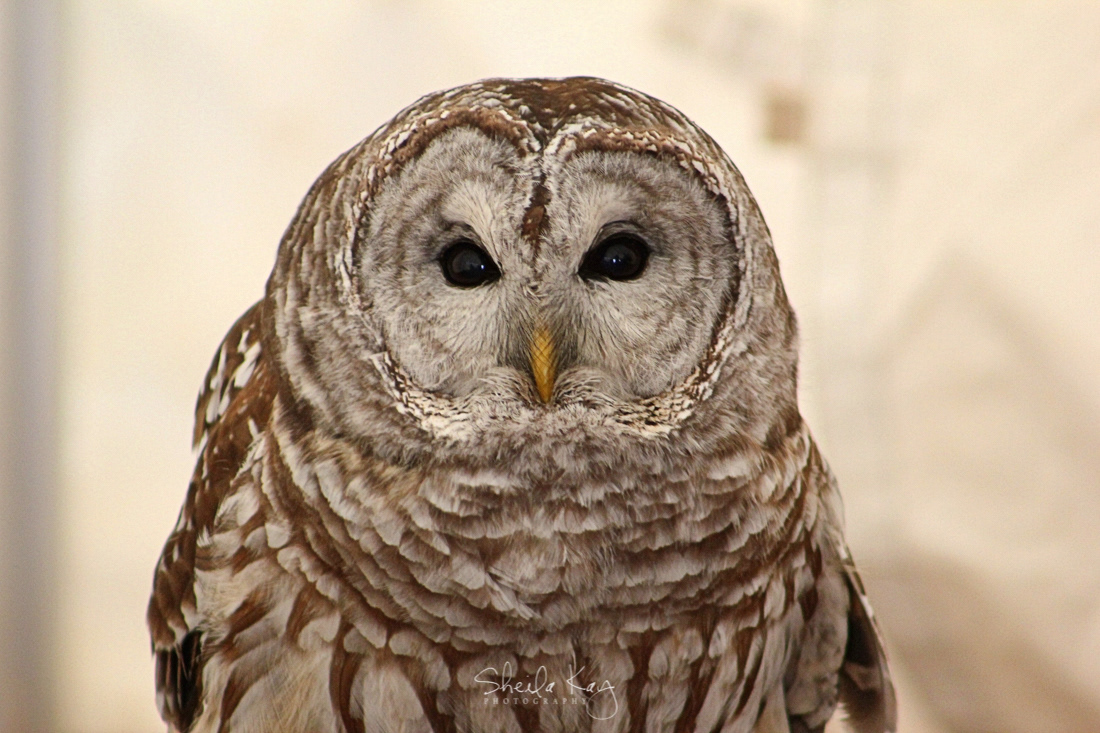 Barred Owl