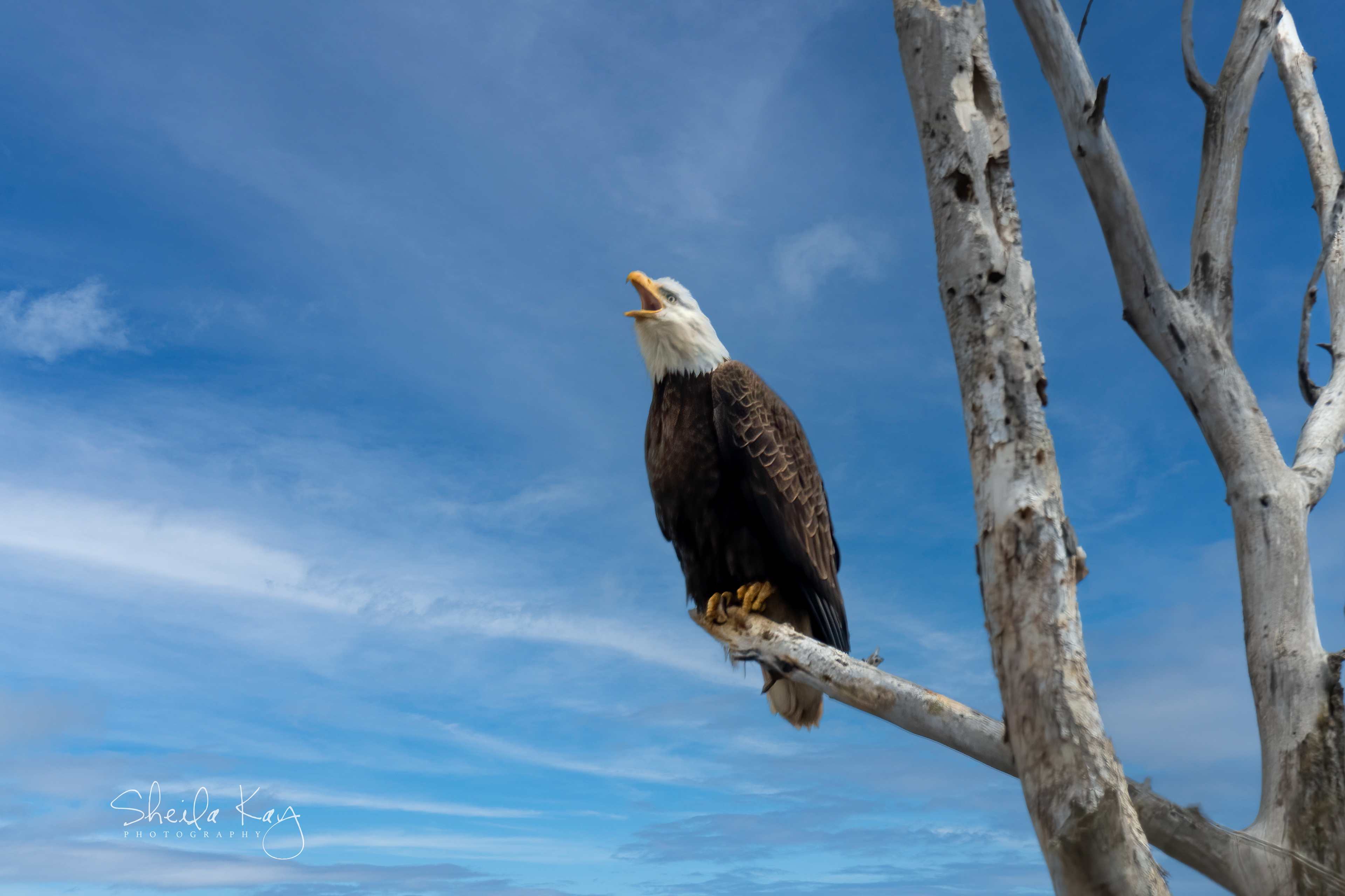 Bald Eagle