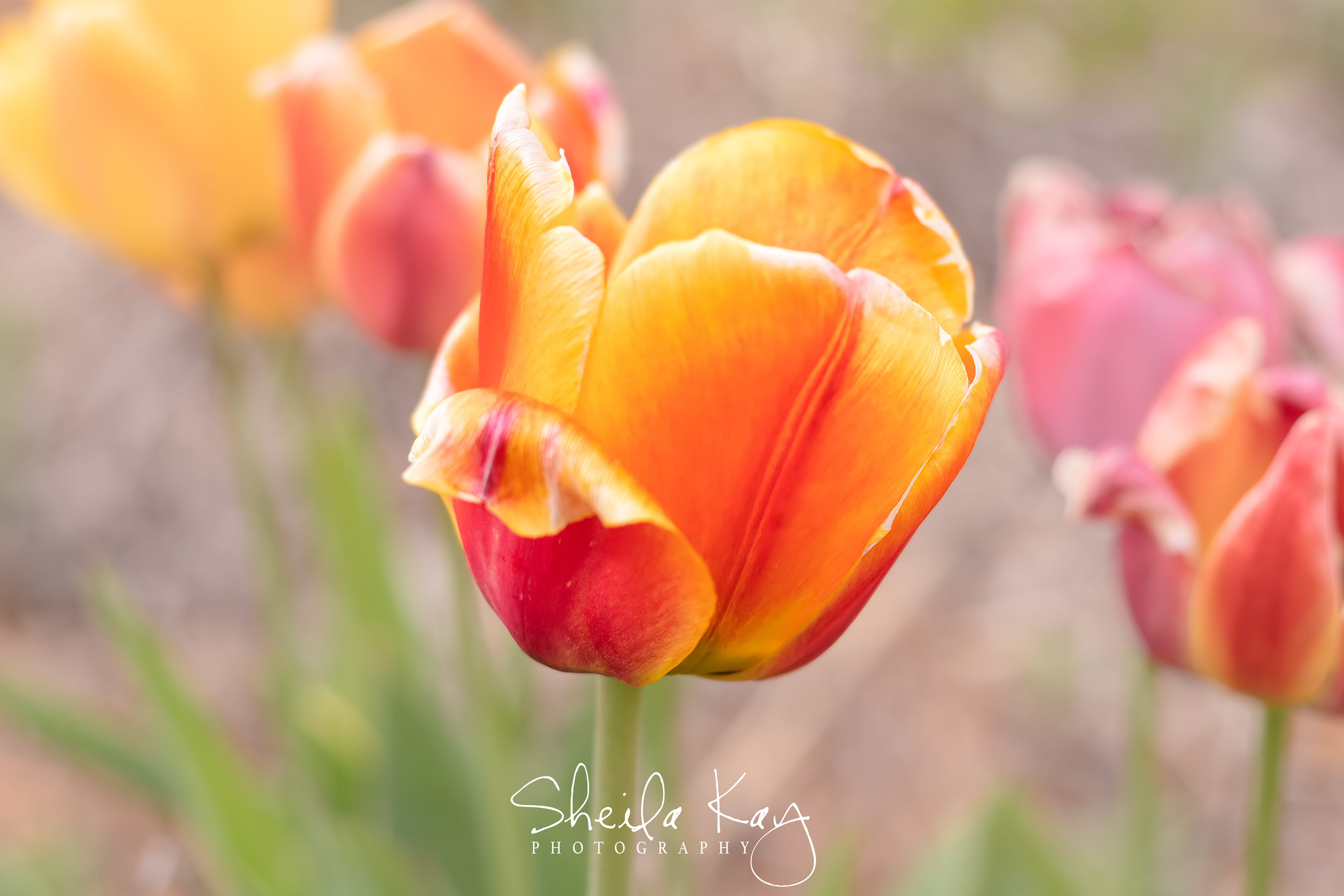 Tulip