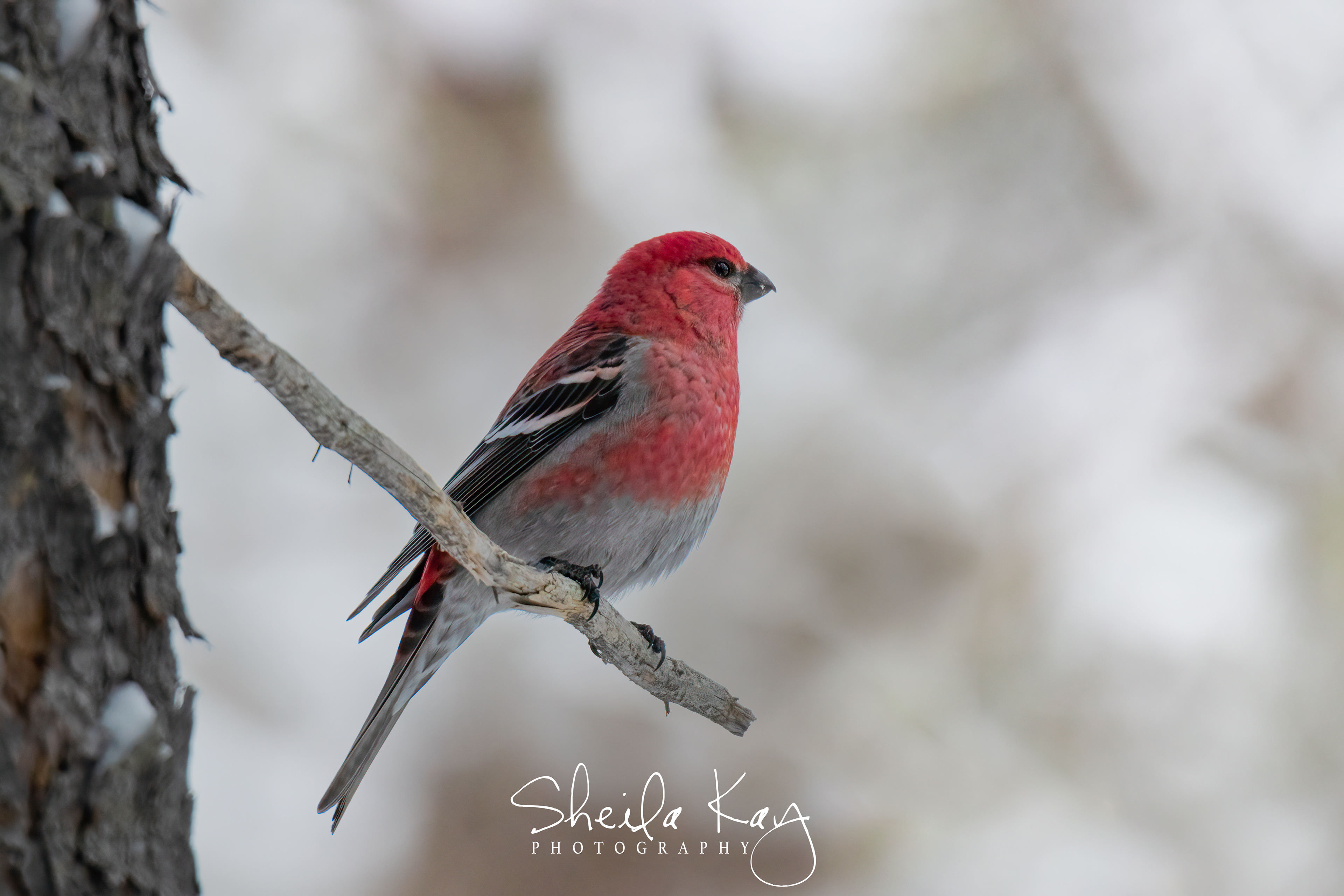 Male Pine Grosbeak