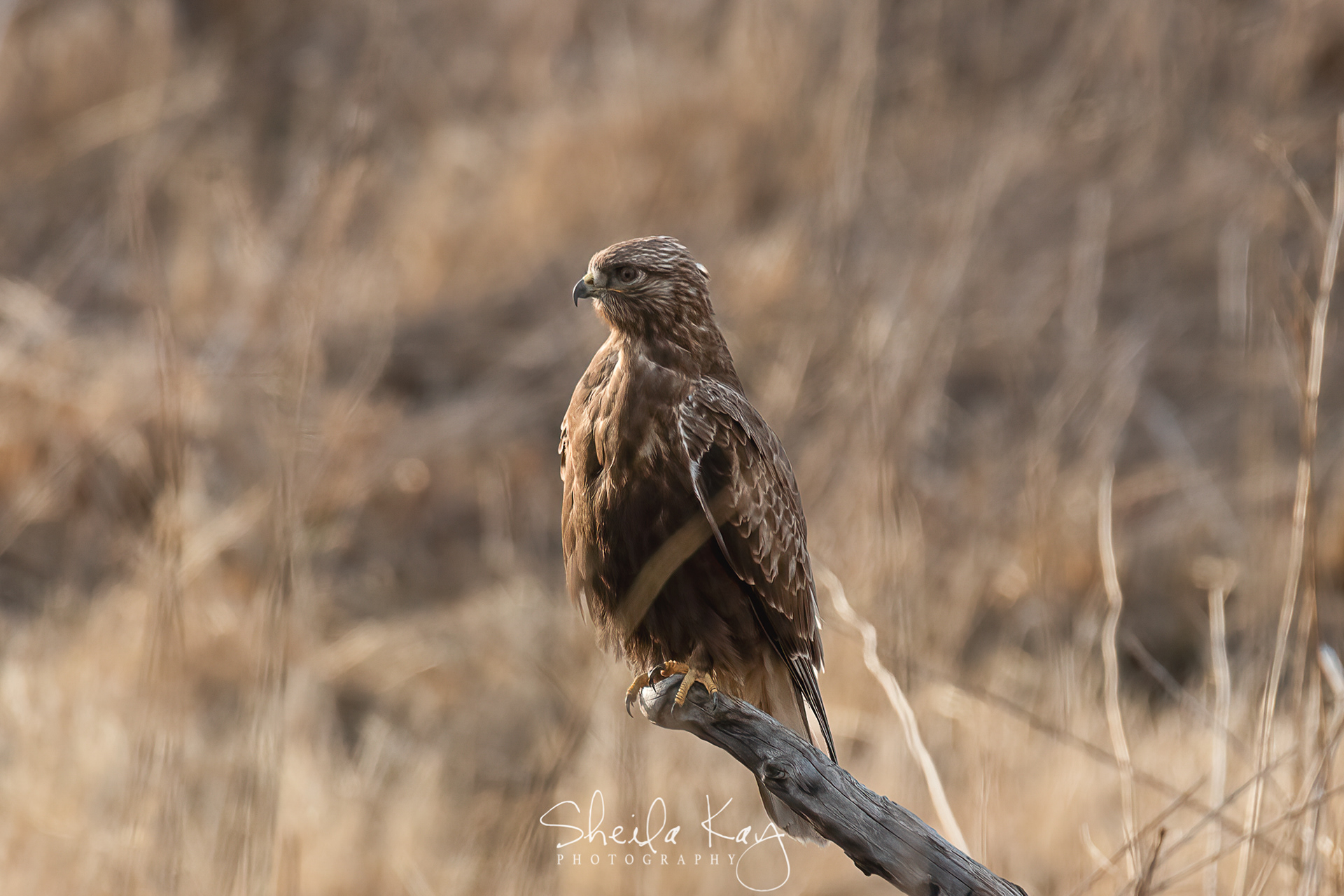 Rough Legged Hawk
