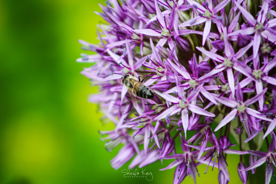 Honey Bee