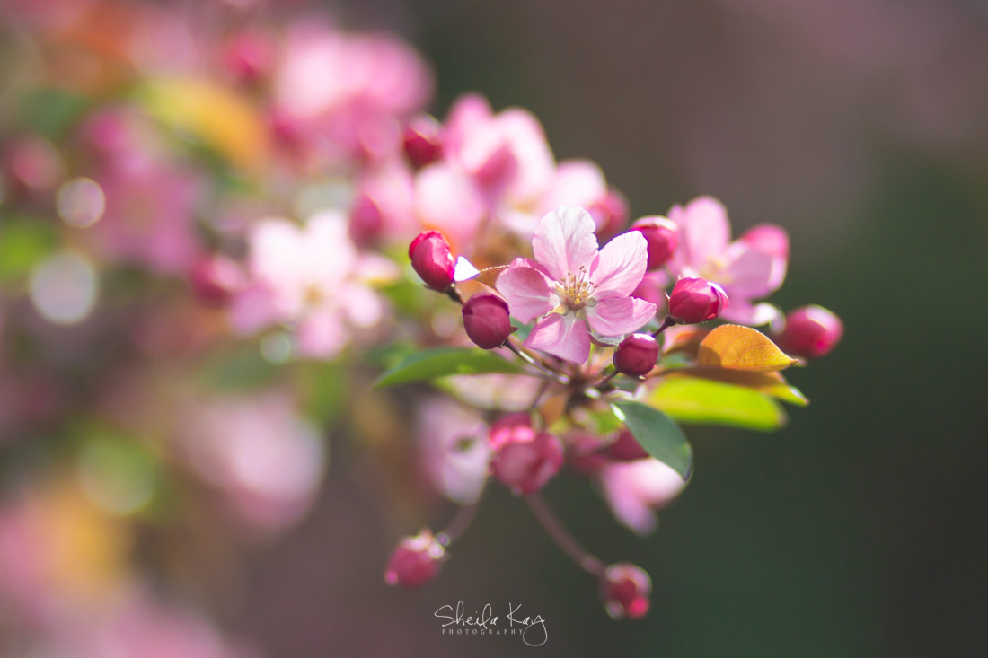 Blooming Tree