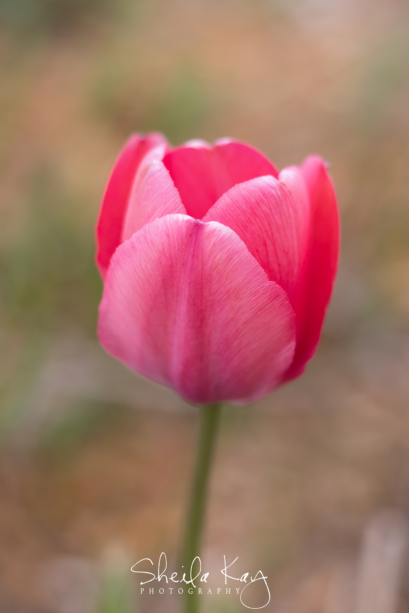 Tulip