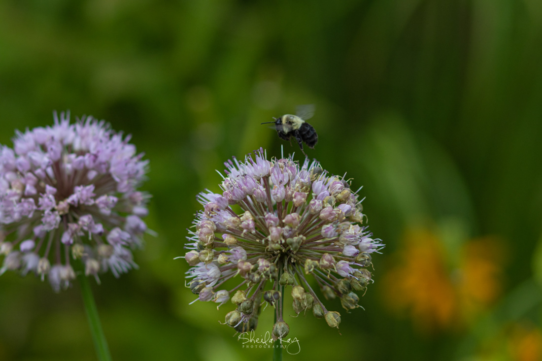 Bumblebee