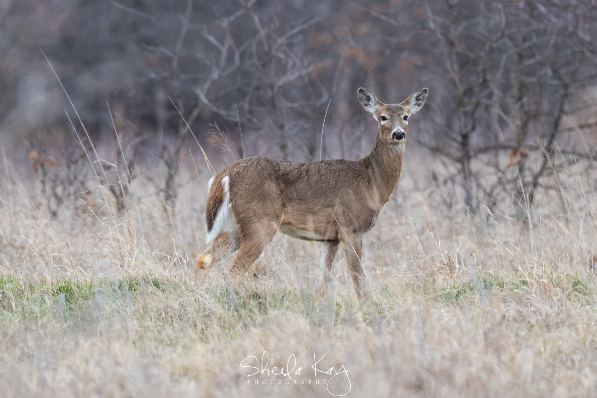White Tail Deer