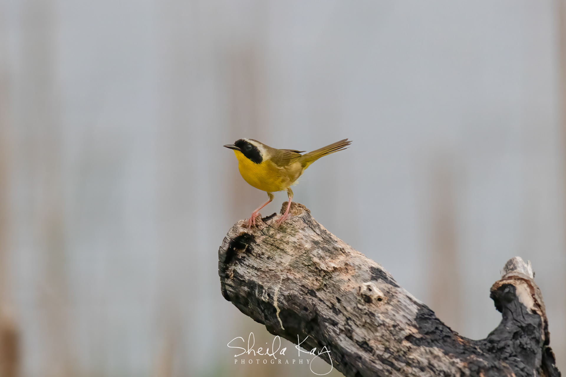Common Yellowthroat