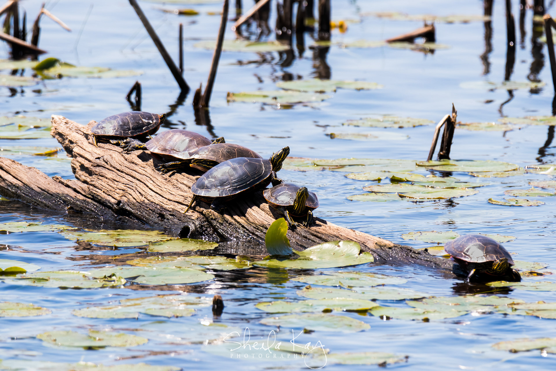 Painted Turtles