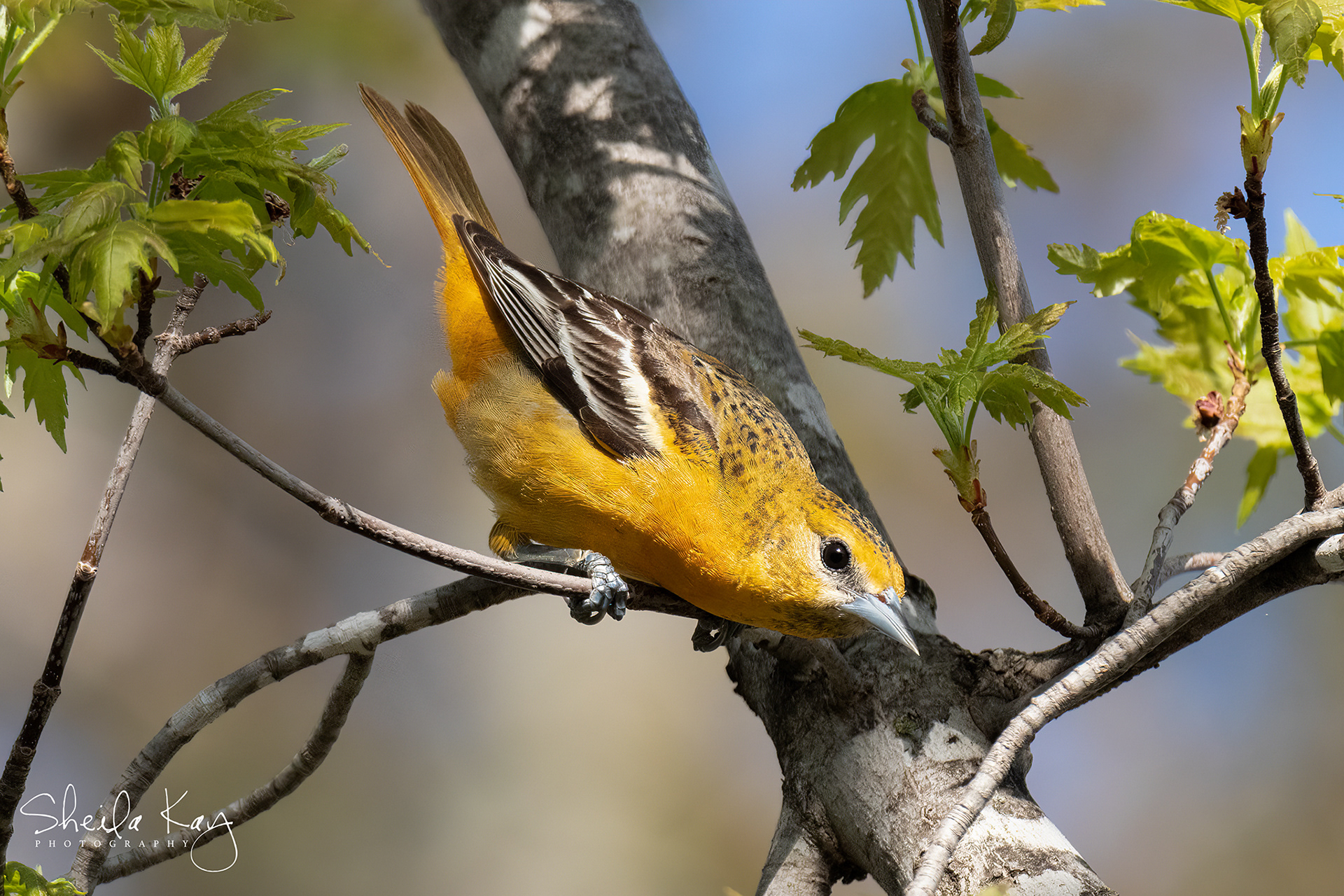 Female Baltimore Oriole