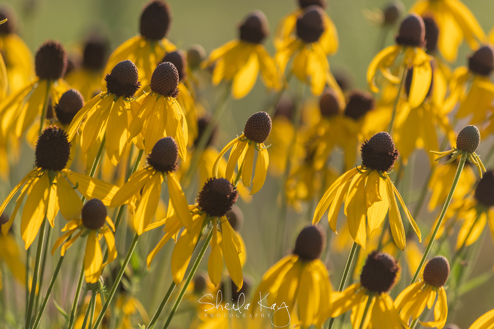 Gray Headed Coneflowers